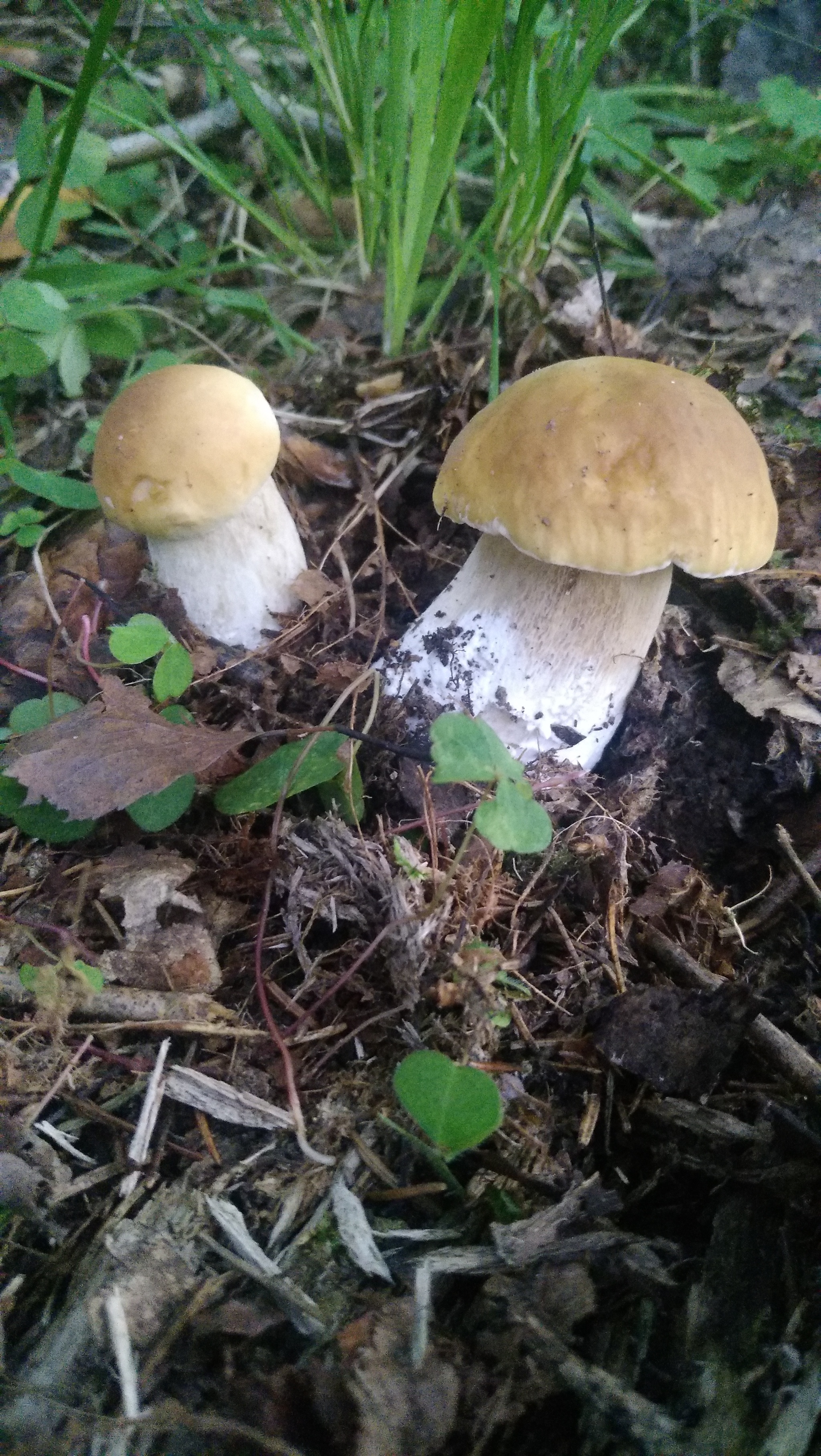 Some Thursday fresh mushrooms) - My, Mobile photography, Mushrooms, The nature of Russia, Moscow region, Longpost