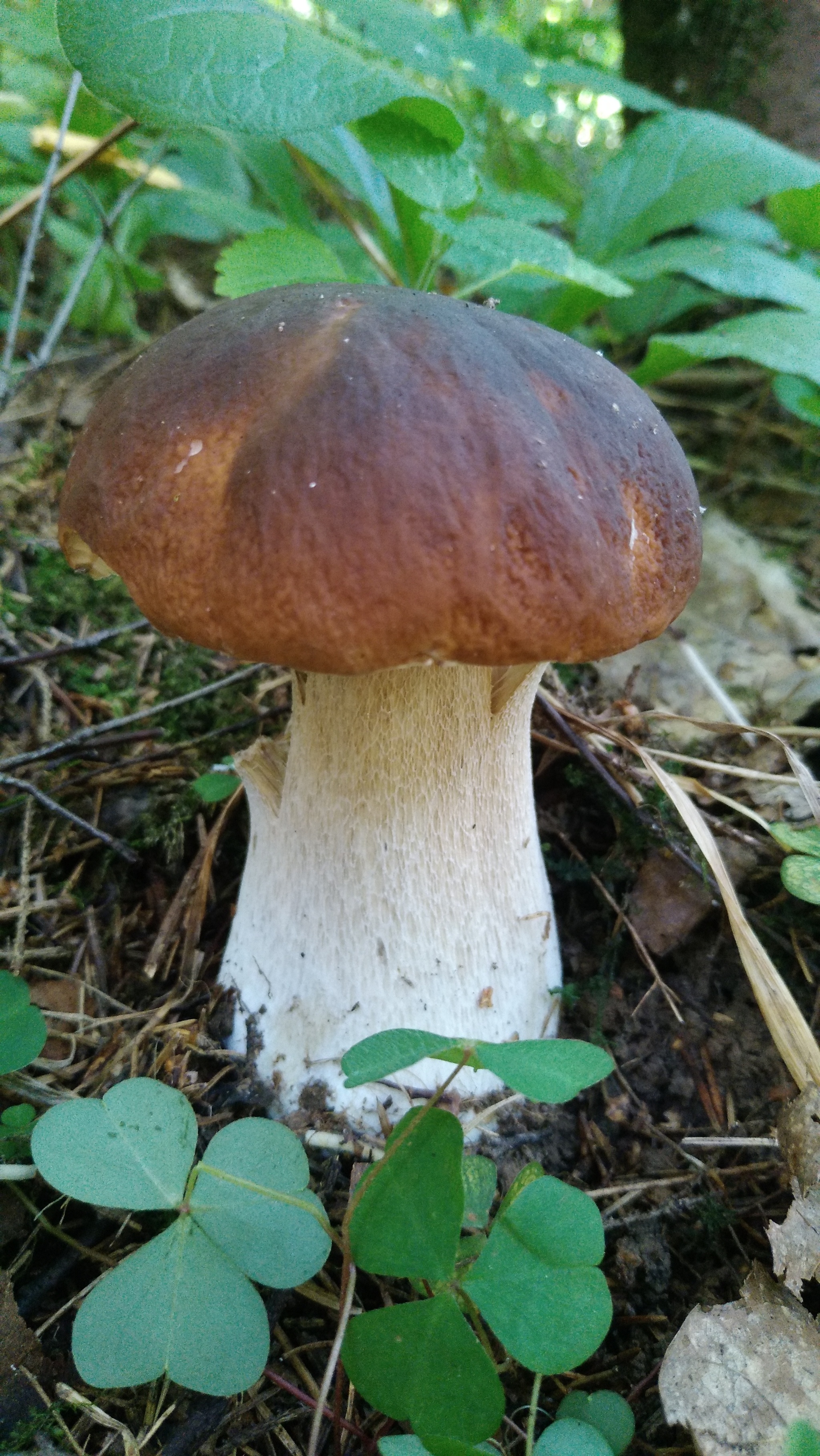 Some Thursday fresh mushrooms) - My, Mobile photography, Mushrooms, The nature of Russia, Moscow region, Longpost