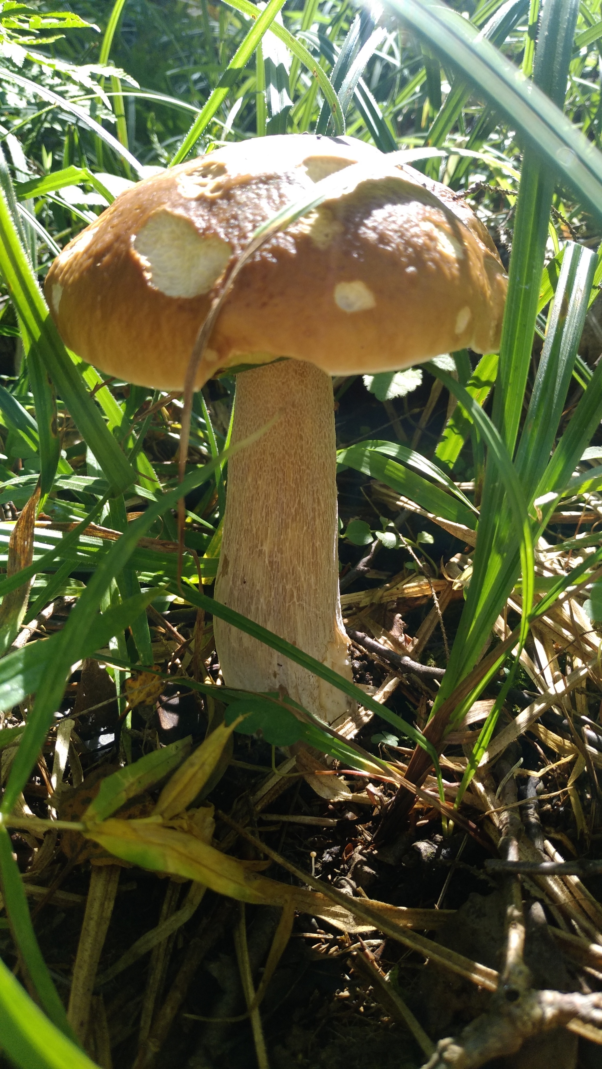 Some Thursday fresh mushrooms) - My, Mobile photography, Mushrooms, The nature of Russia, Moscow region, Longpost