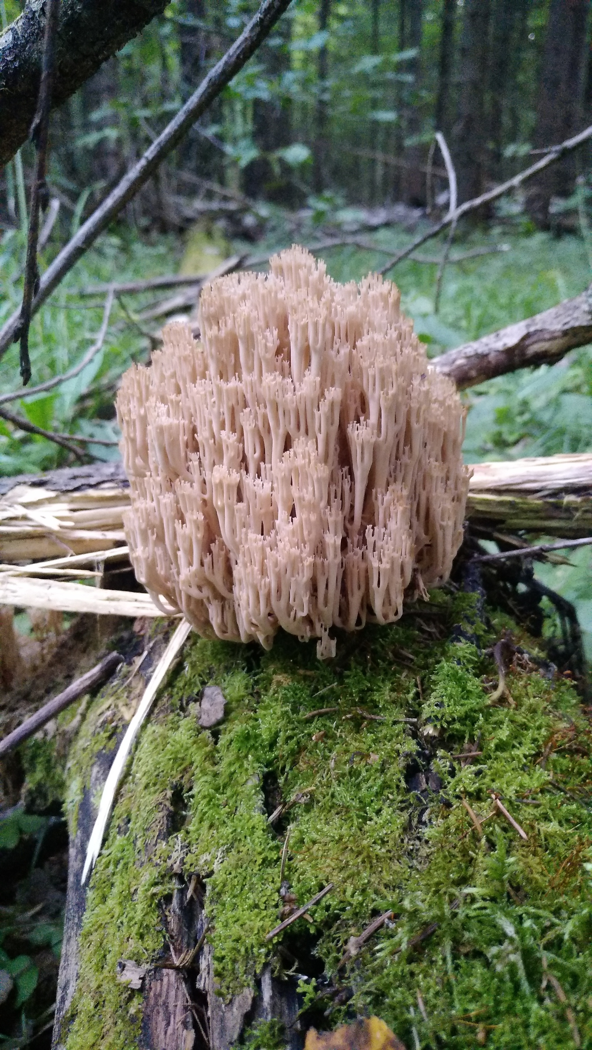 Some Thursday fresh mushrooms) - My, Mobile photography, Mushrooms, The nature of Russia, Moscow region, Longpost