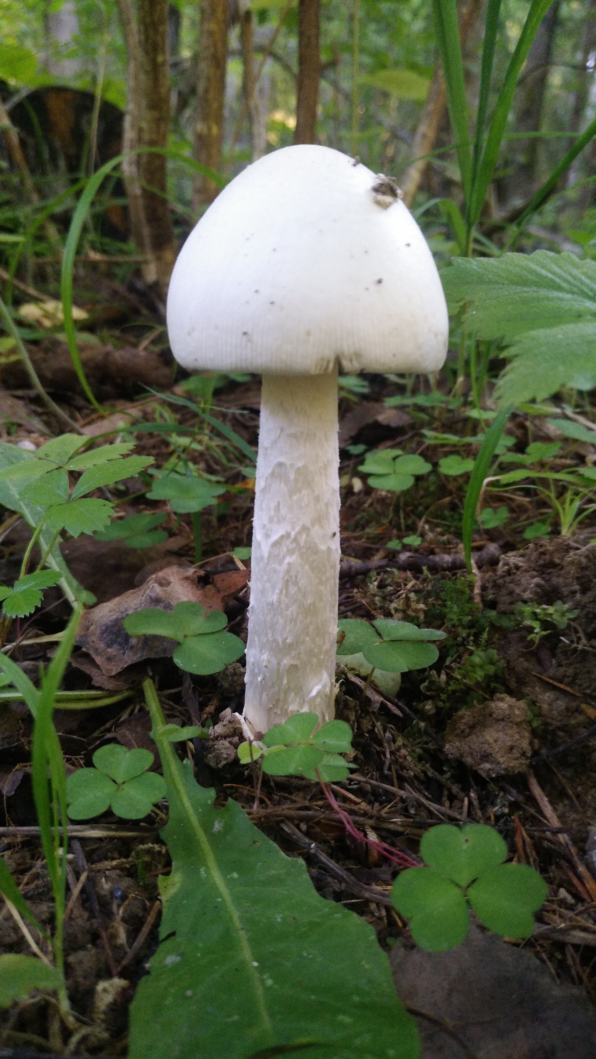 Some Thursday fresh mushrooms) - My, Mobile photography, Mushrooms, The nature of Russia, Moscow region, Longpost