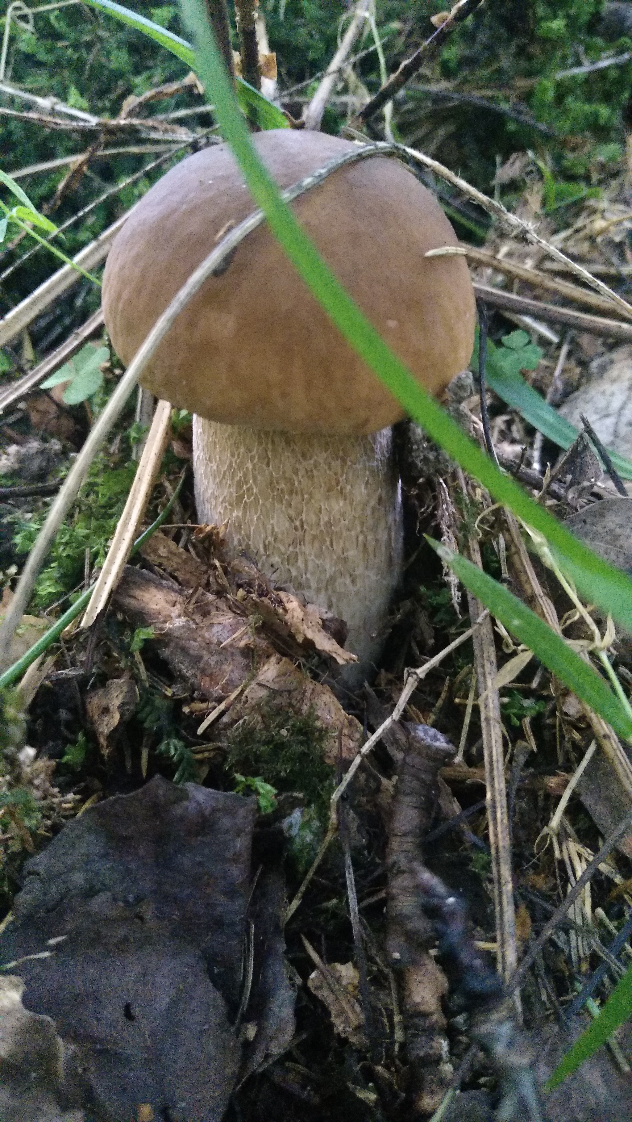 Some Thursday fresh mushrooms) - My, Mobile photography, Mushrooms, The nature of Russia, Moscow region, Longpost