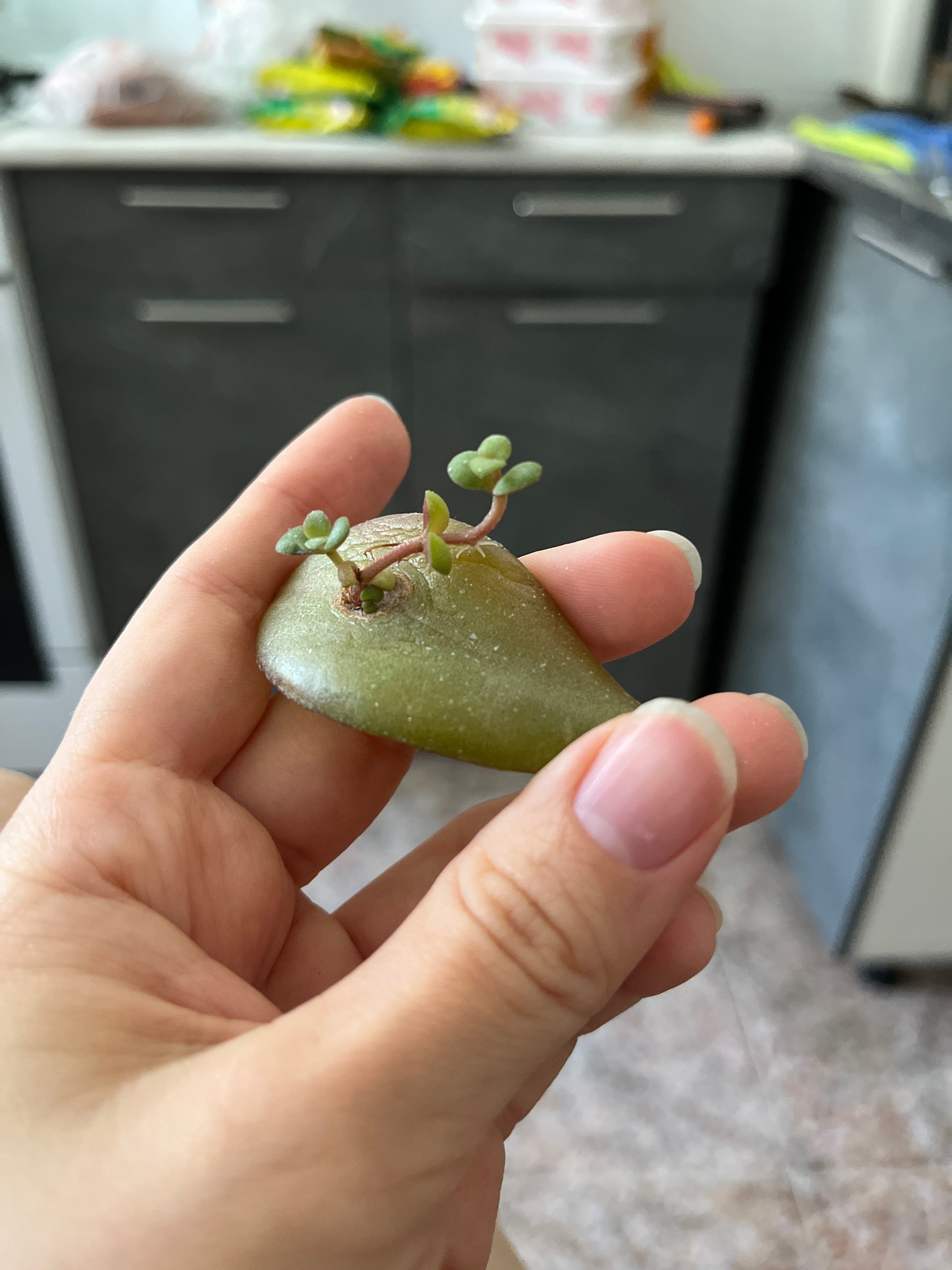 Bonsai on a Crassula leaf - My, Houseplants, Money Tree, Plants, Longpost