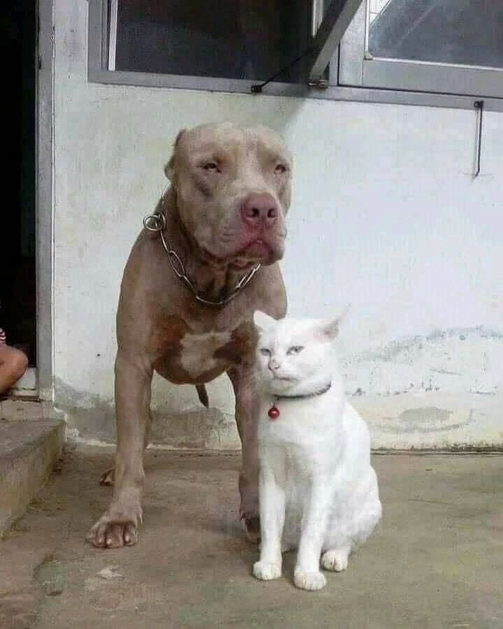 “The cat who grew up with pit bulls now thinks he’s one of them.” - Pitbull, Animals, Cats and dogs together, cat, Dog, Nature, The photo, Longpost