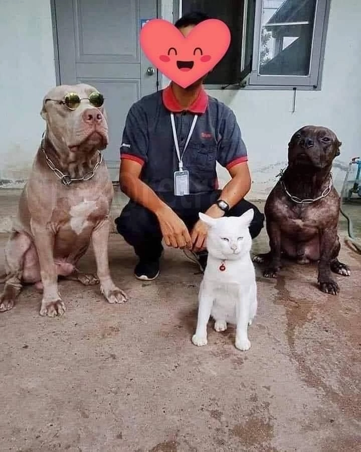 “The cat who grew up with pit bulls now thinks he’s one of them.” - Pitbull, Animals, Cats and dogs together, cat, Dog, Nature, The photo, Longpost