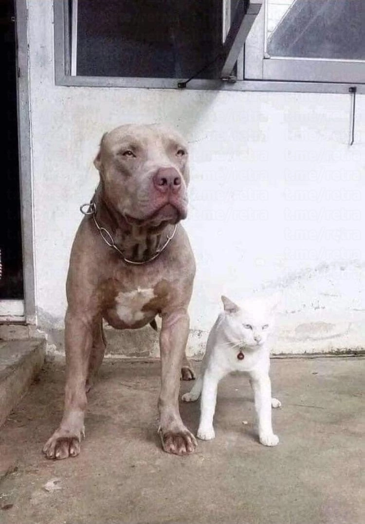 “The cat who grew up with pit bulls now thinks he’s one of them.” - Pitbull, Animals, Cats and dogs together, cat, Dog, Nature, The photo, Longpost