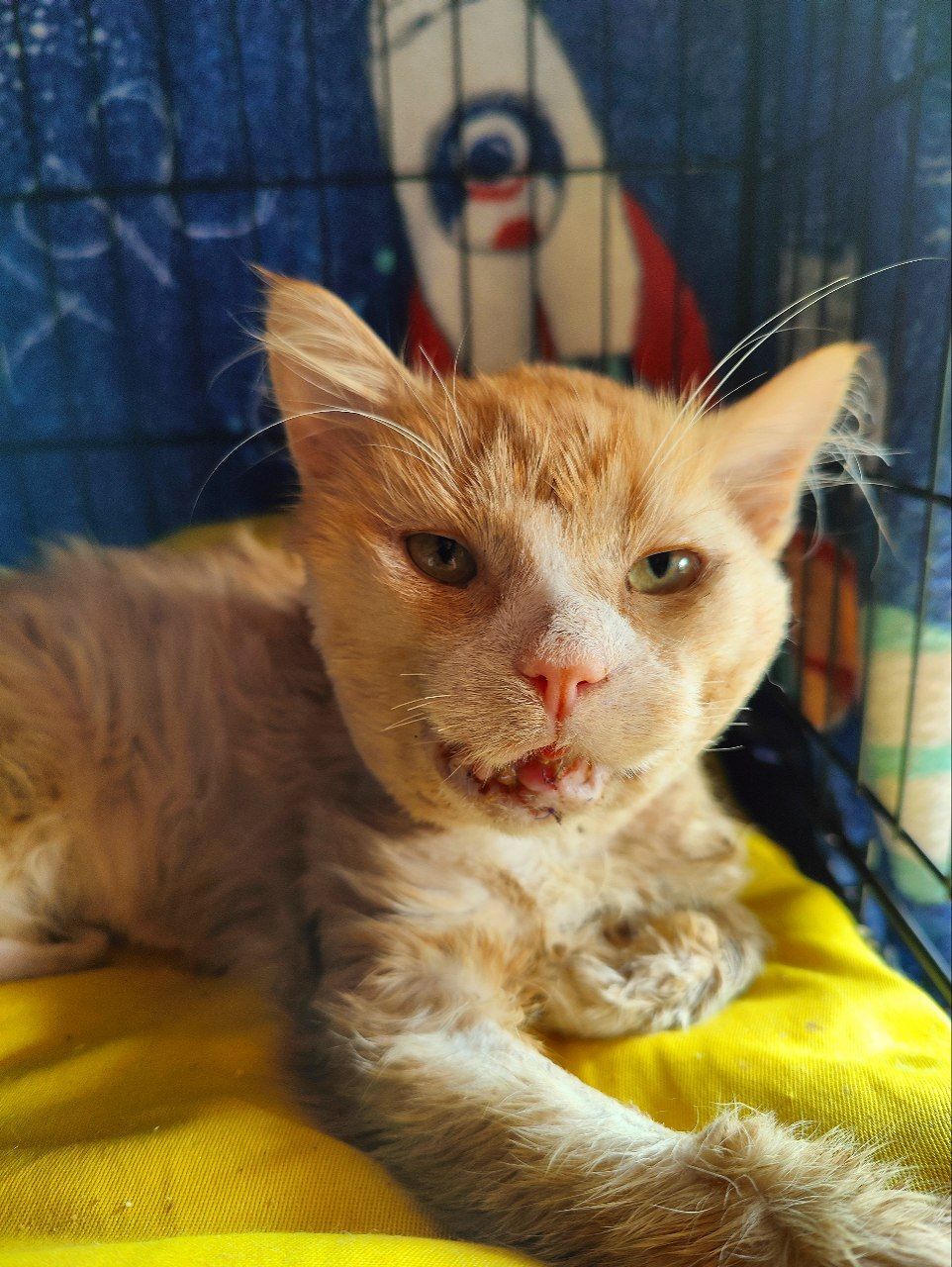 I continue to treat a cat with a broken jaw after an accident (the owner abandoned him). Started eating by himself and became like a cat - My, cat, Animal Rescue, Injury, Road accident, Vertical video, Video, Longpost