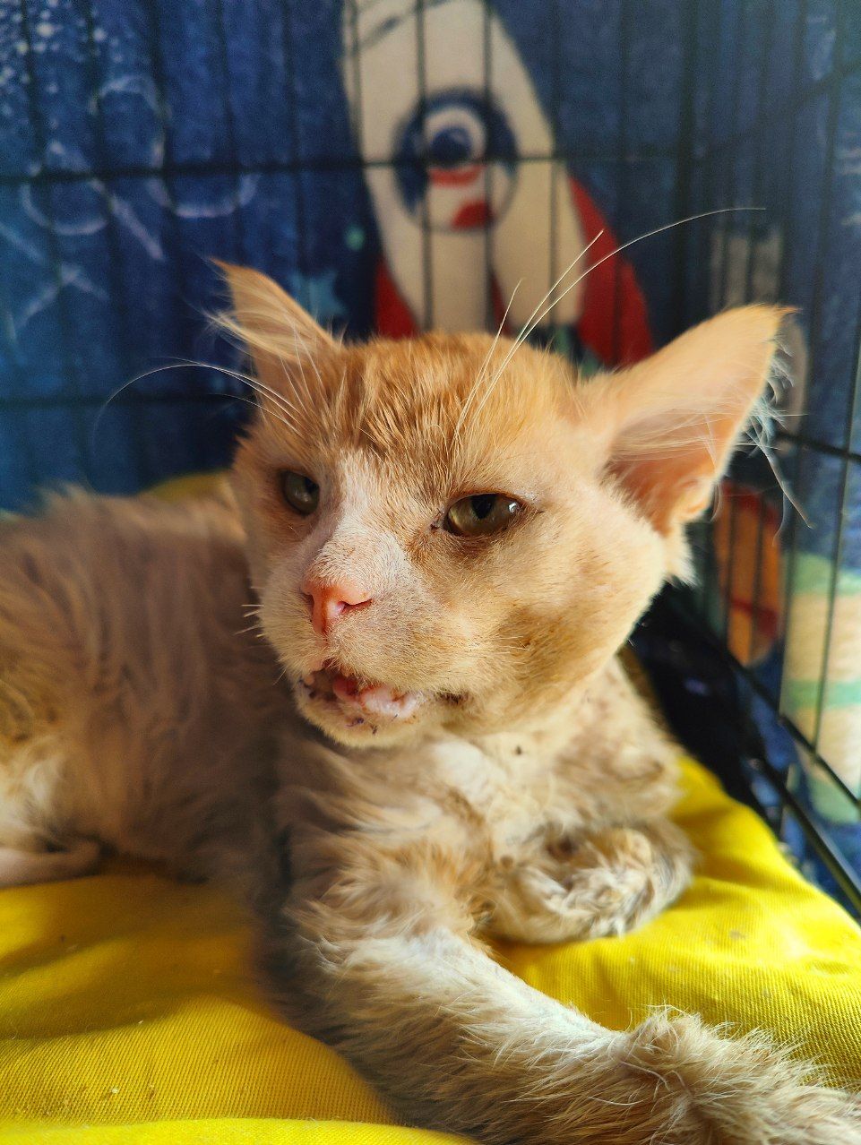 I continue to treat a cat with a broken jaw after an accident (the owner abandoned him). Started eating by himself and became like a cat - My, cat, Animal Rescue, Injury, Road accident, Vertical video, Video, Longpost