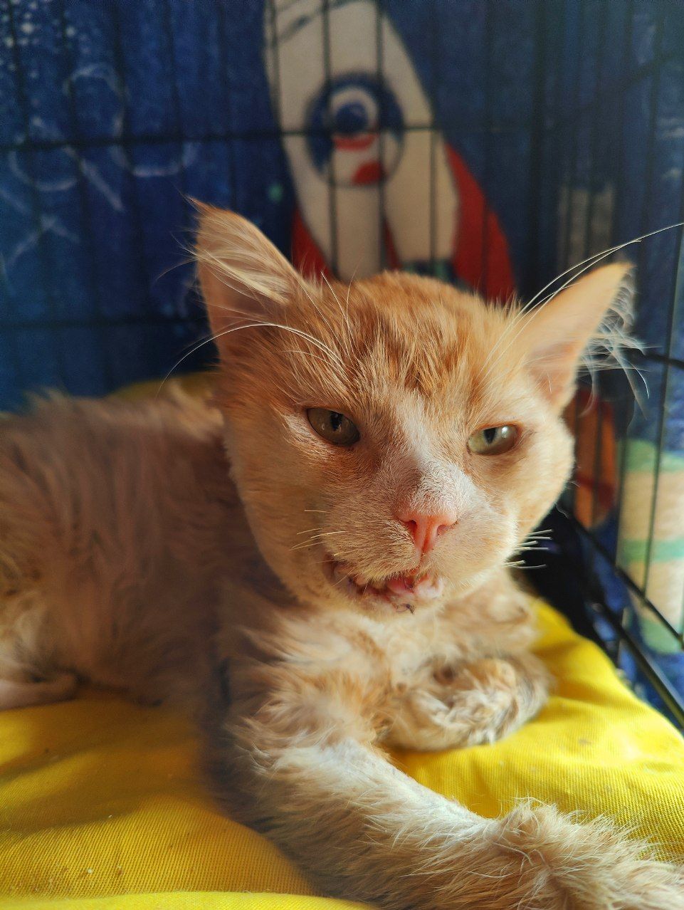 I continue to treat a cat with a broken jaw after an accident (the owner abandoned him). Started eating by himself and became like a cat - My, cat, Animal Rescue, Injury, Road accident, Vertical video, Video, Longpost