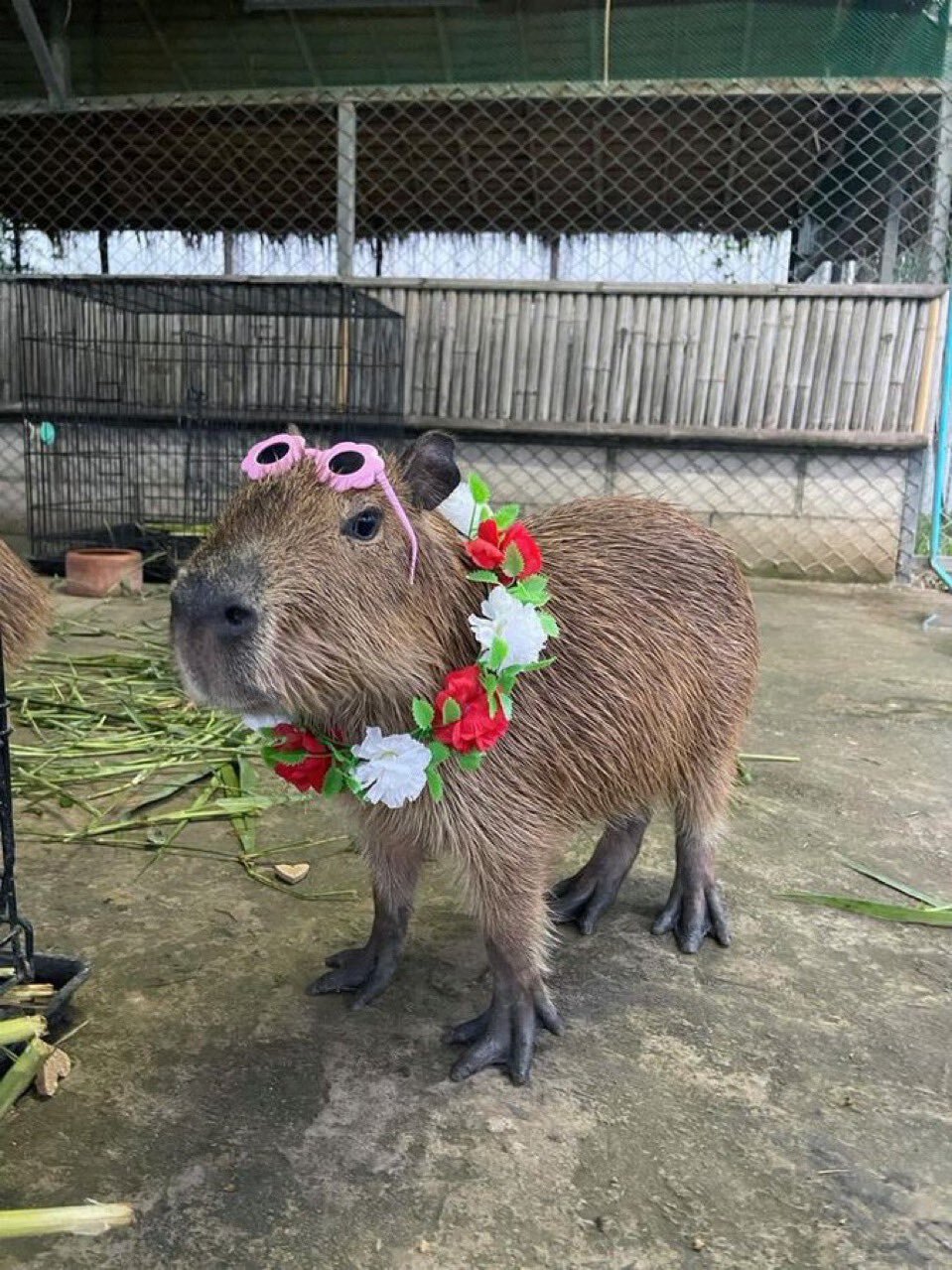 Even Kapi is going on vacation, but you are not - Capybara, Rodents, Wild animals, Zoo, Young