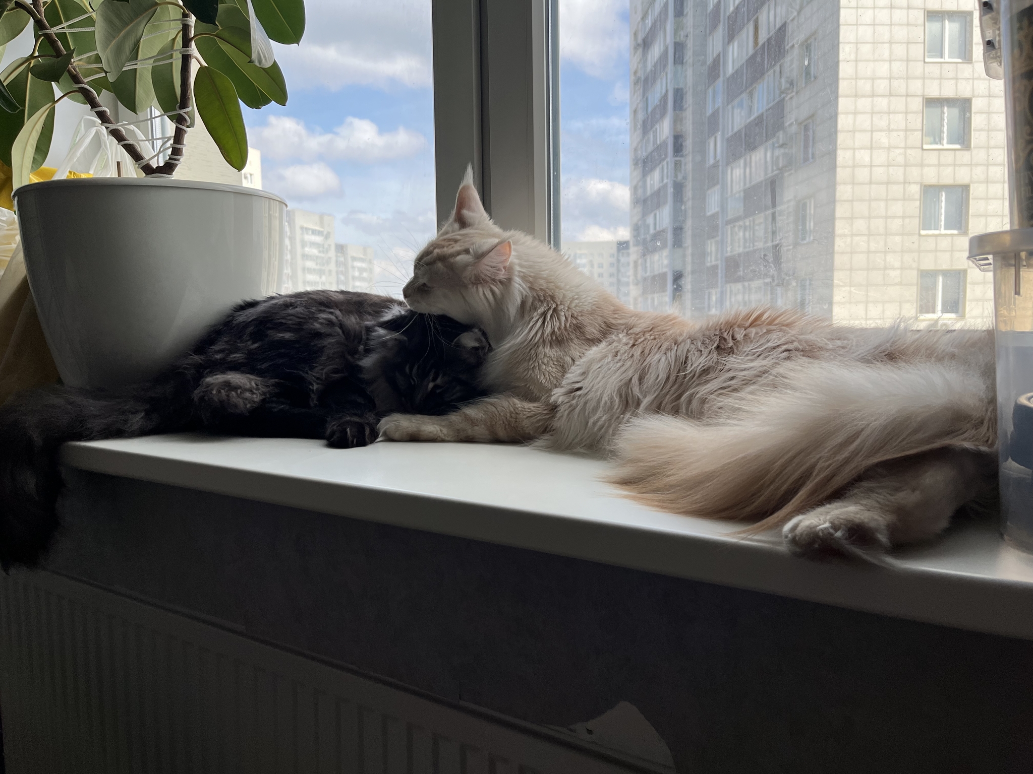 Reply to the post “What a fluffy king! Mini lynx - My, Maine Coon, cat, Fluffy, Picture with text, Comments, Screenshot, Kittens, It Was-It Was, Redheads, Reply to post, Longpost