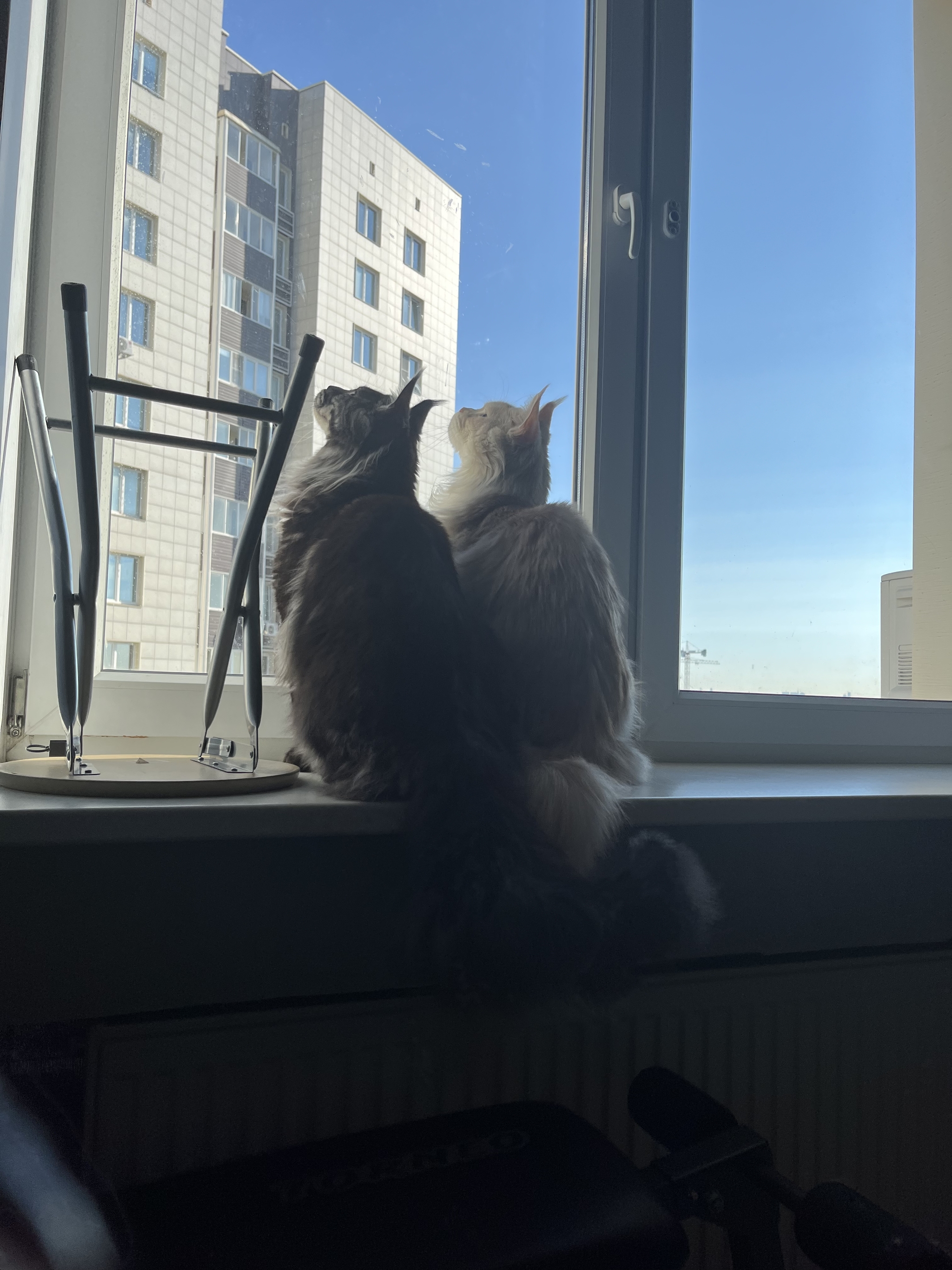 Reply to the post “What a fluffy king! Mini lynx - My, Maine Coon, cat, Fluffy, Picture with text, Comments, Screenshot, Kittens, It Was-It Was, Redheads, Reply to post, Longpost