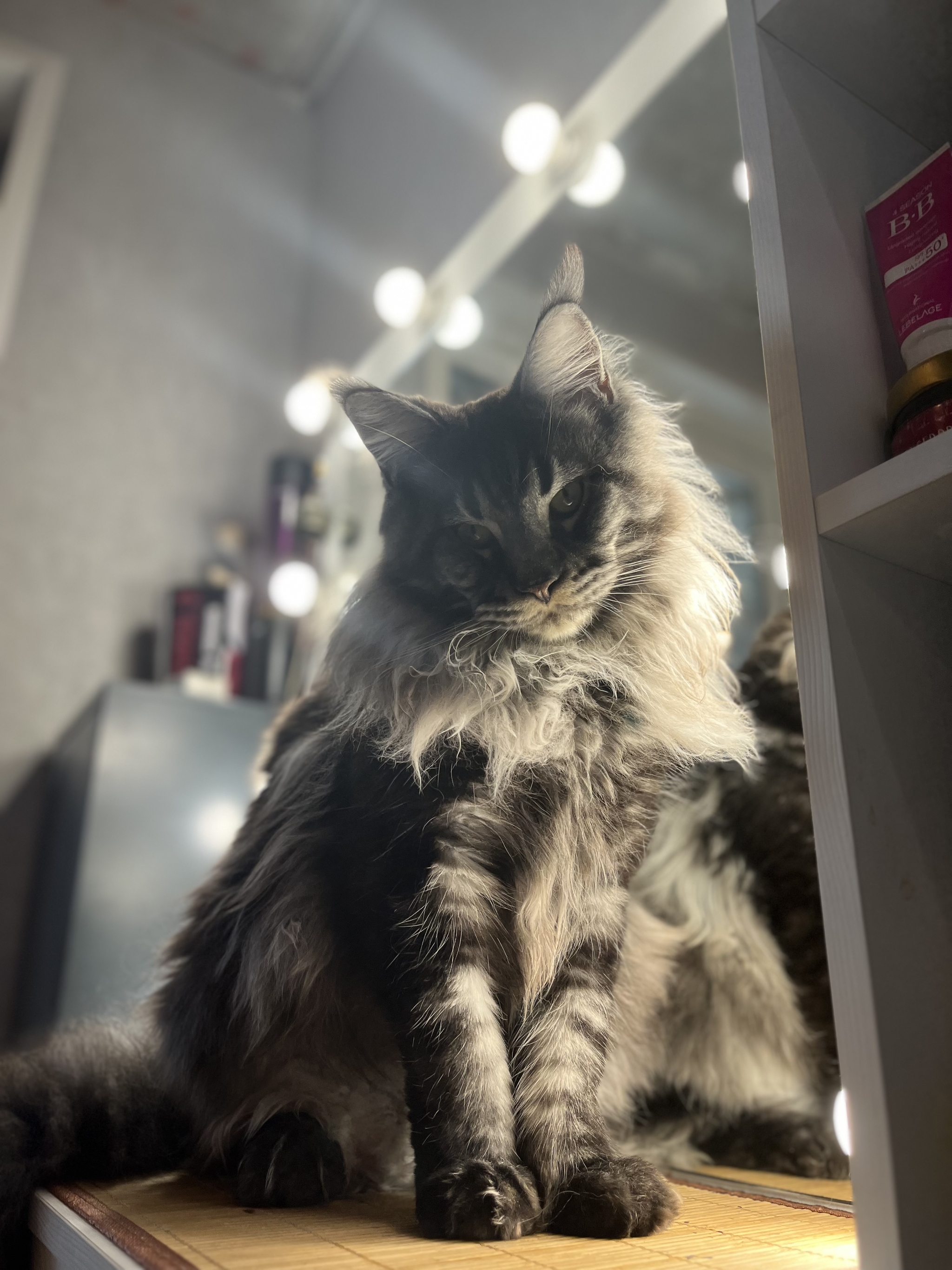 Reply to the post “What a fluffy king! Mini lynx - My, Maine Coon, cat, Fluffy, Picture with text, Comments, Screenshot, Kittens, It Was-It Was, Redheads, Reply to post, Longpost