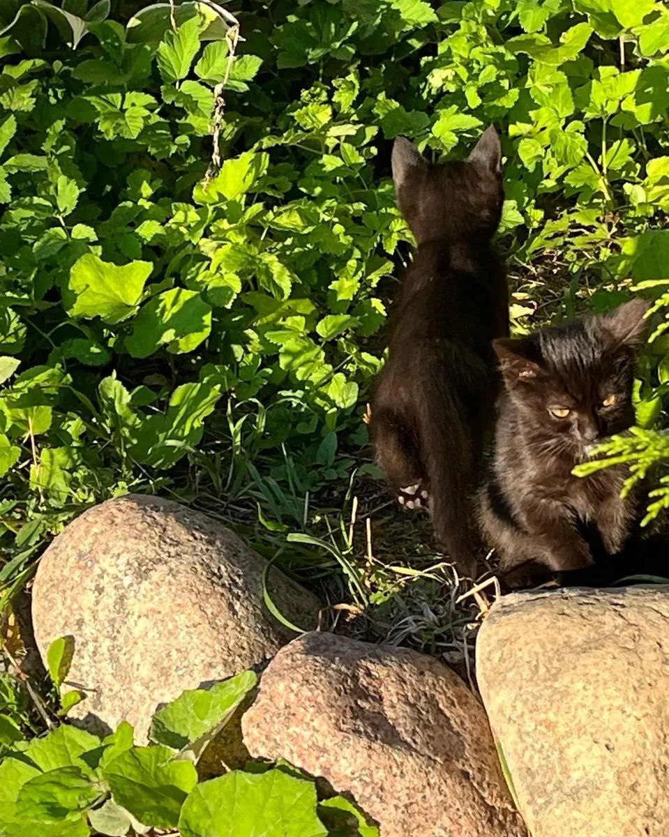 Пять чёрных котяток, погибнут на улице - Моё, Кот, Котята, Черный кот, Помощь животным, Без рейтинга, Длиннопост, В добрые руки, Бесплатно, SOS, Малые кошки, Кошатники, Приют для животных, Домашние животные, Бездомные животные, Москва, Истра