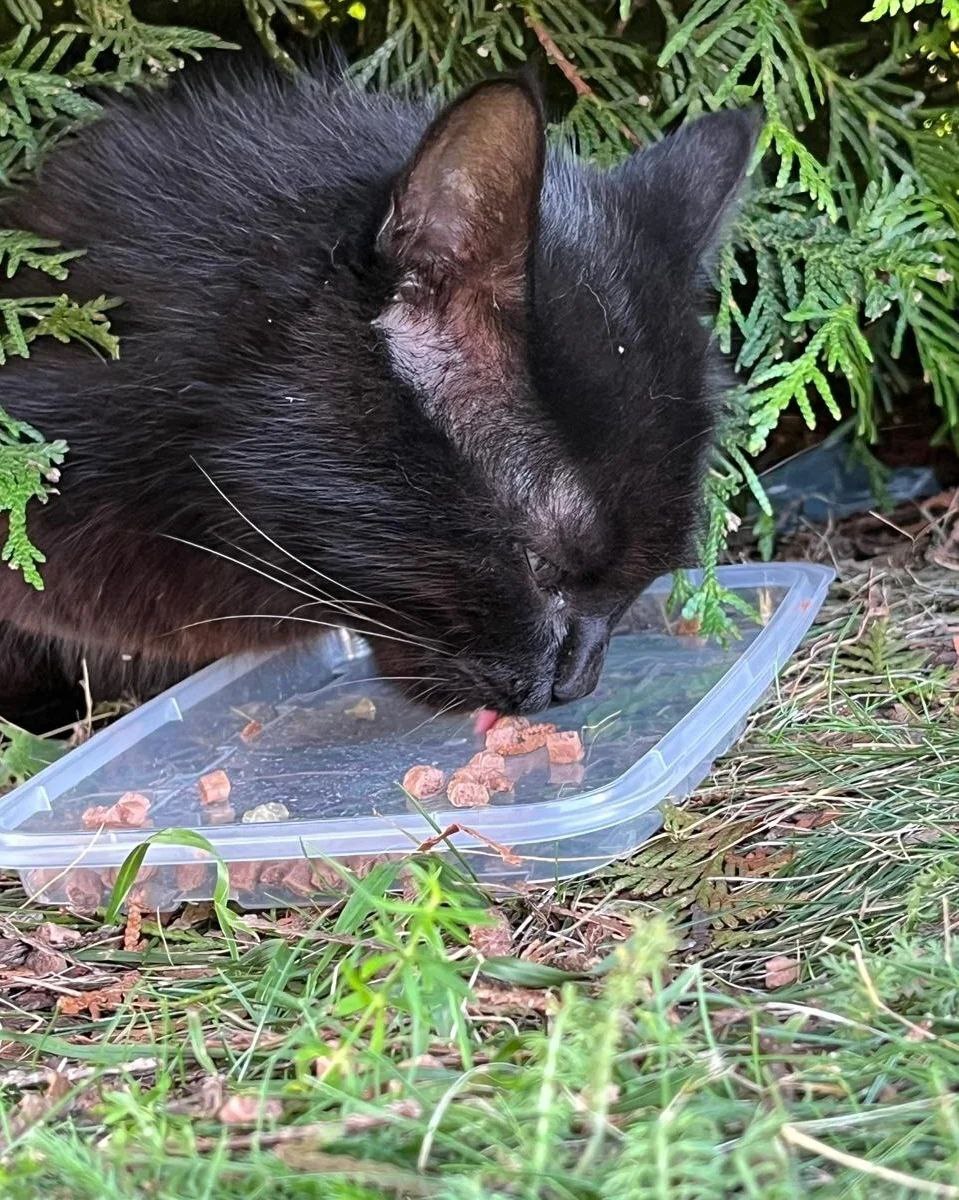 Пять чёрных котяток, погибнут на улице - Моё, Кот, Котята, Черный кот, Помощь животным, Без рейтинга, Длиннопост, В добрые руки, Бесплатно, SOS, Малые кошки, Кошатники, Приют для животных, Домашние животные, Бездомные животные, Москва, Истра