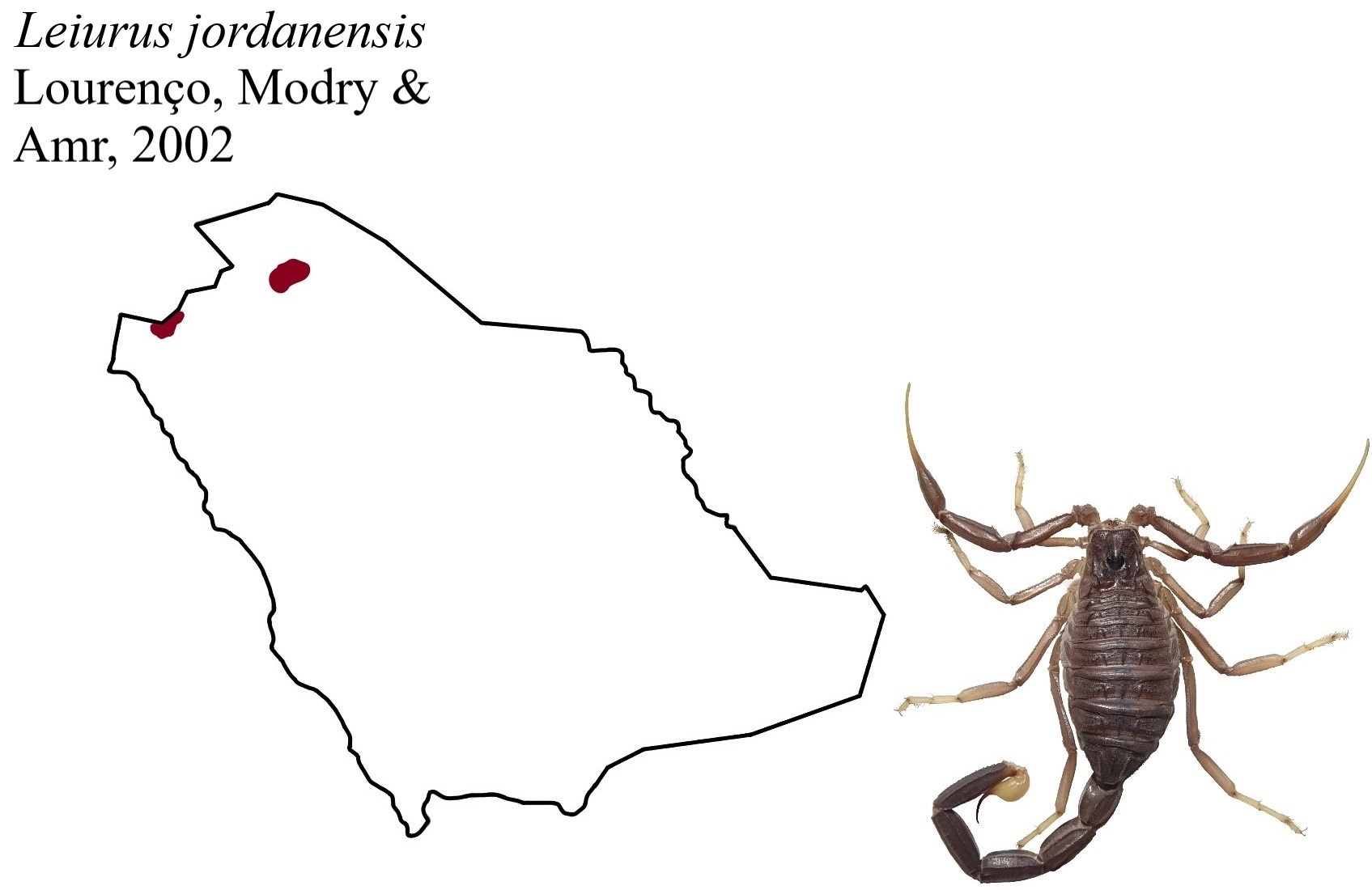 Leiurus jordanensis Loureno, Modry & Amr, 2002 - Биология, Милота, Скорпионы, Домашние животные, Дикие животные, Животные, Хищные животные, Паукообразные, Членистоногие, Редкий вид, ВКонтакте (ссылка), Длиннопост