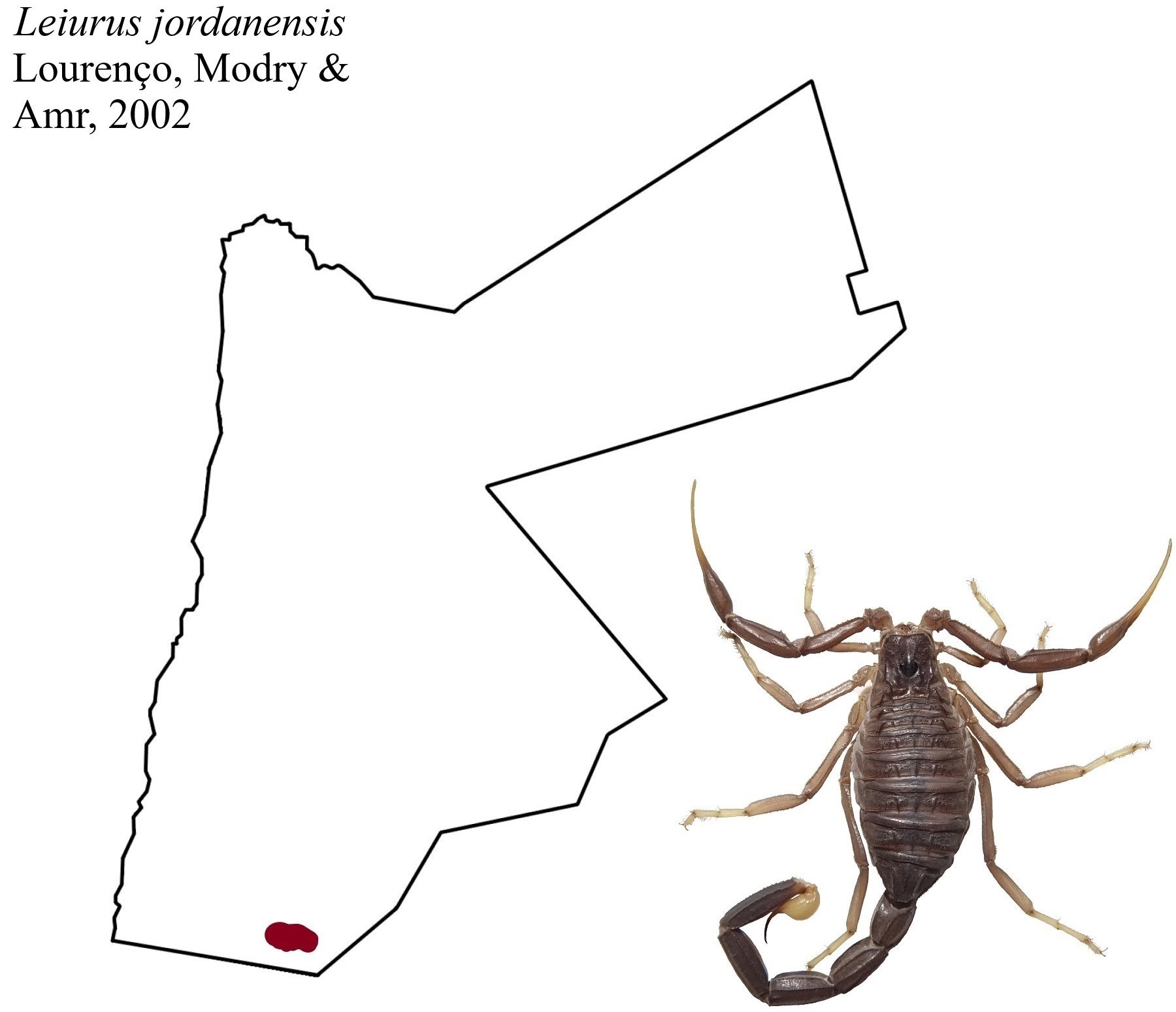 Leiurus jordanensis Loureno, Modry & Amr, 2002 - Биология, Милота, Скорпионы, Домашние животные, Дикие животные, Животные, Хищные животные, Паукообразные, Членистоногие, Редкий вид, ВКонтакте (ссылка), Длиннопост