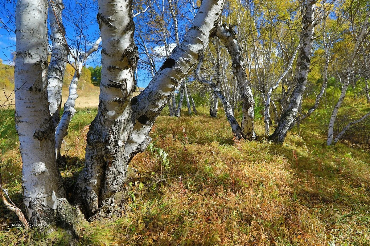 The mystery of the Karelian birch is revealed: What was found in the genome of the mutant tree - Karelian birch, Tree, Nature, Yandex Zen, Yandex Zen (link), Longpost, Birch, Plants, Informative, Genetics