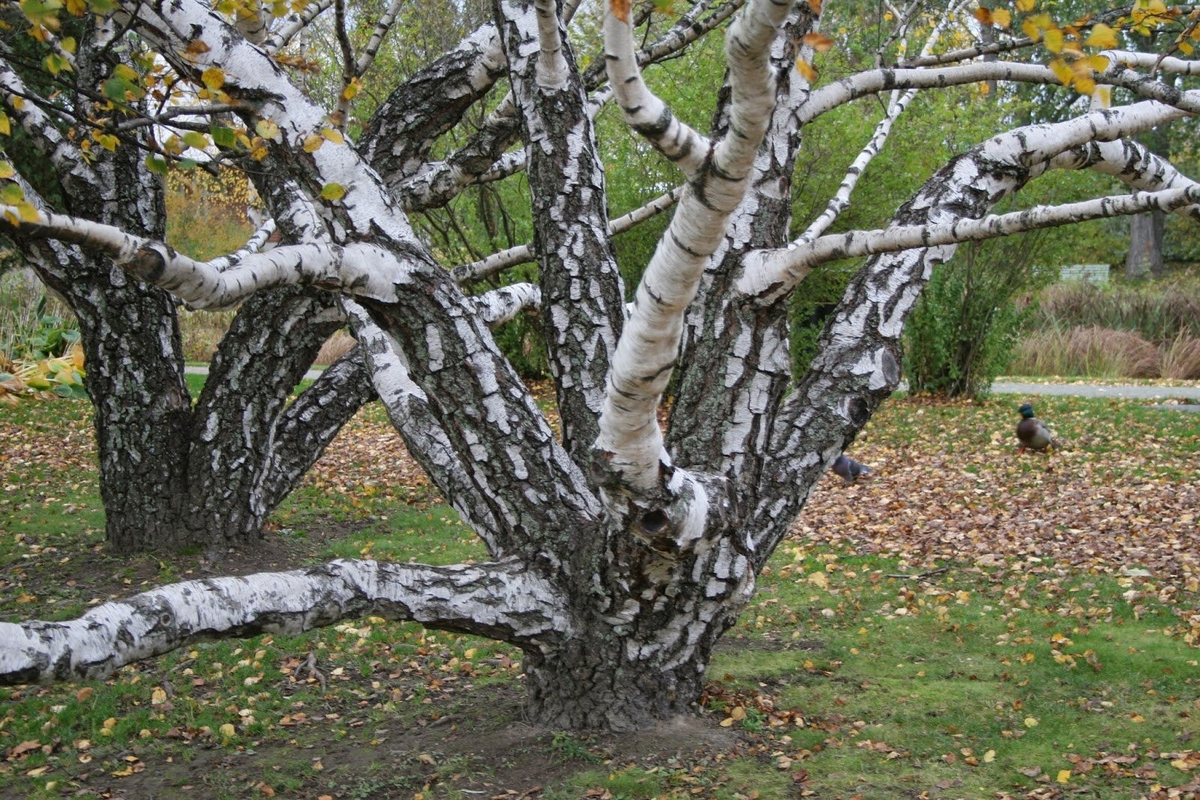 The mystery of the Karelian birch is revealed: What was found in the genome of the mutant tree - Karelian birch, Tree, Nature, Yandex Zen, Yandex Zen (link), Longpost, Birch, Plants, Informative, Genetics