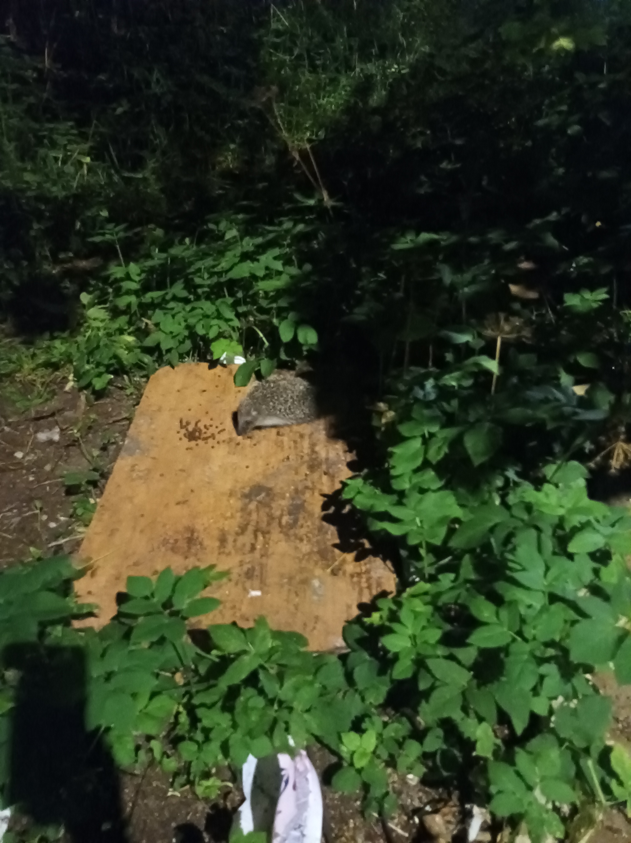 Hedgehogs - My, Leningrad region, Animals, Longpost, Hedgehog, The photo