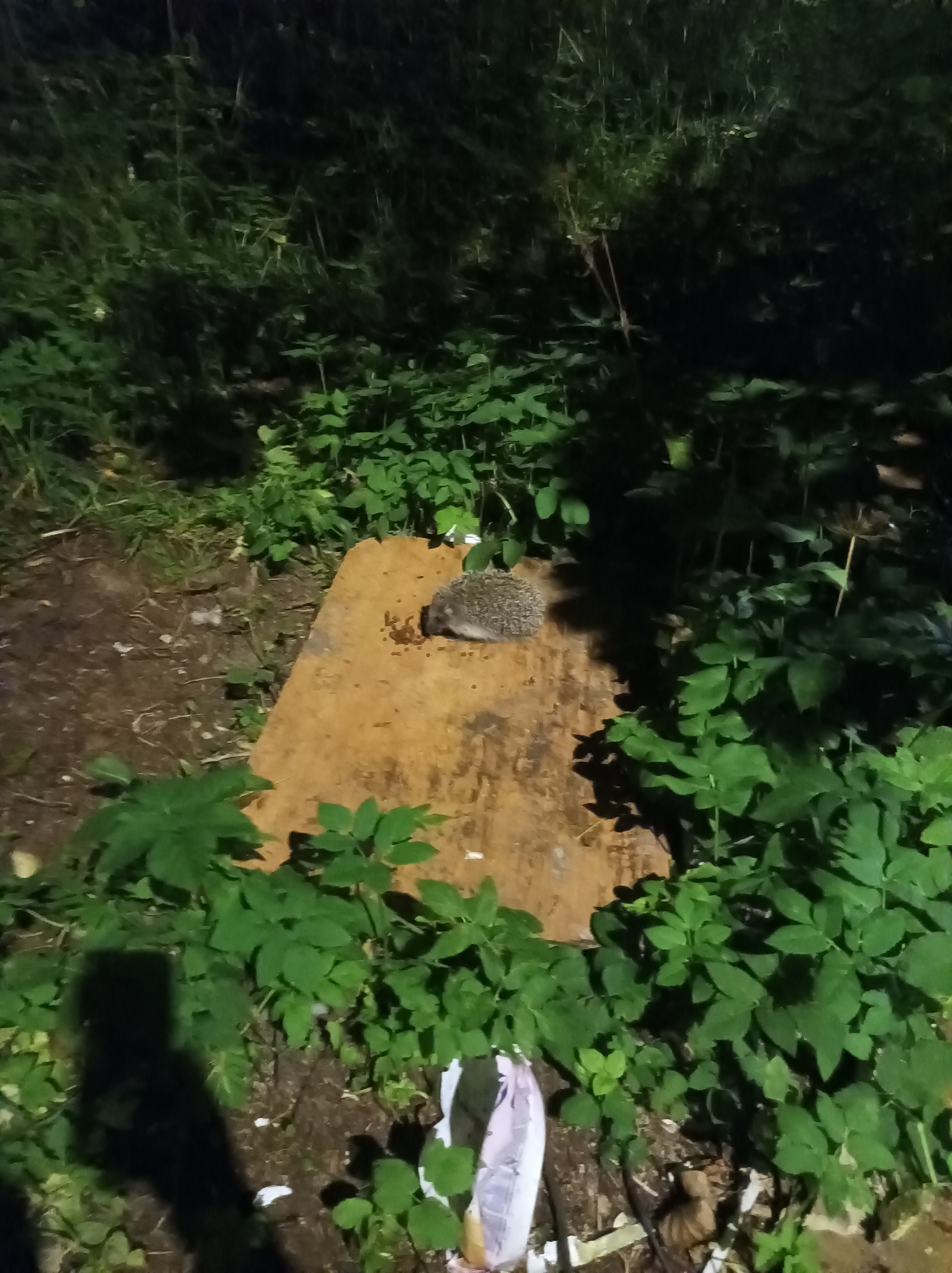 Hedgehogs - My, Leningrad region, Animals, Longpost, Hedgehog, The photo