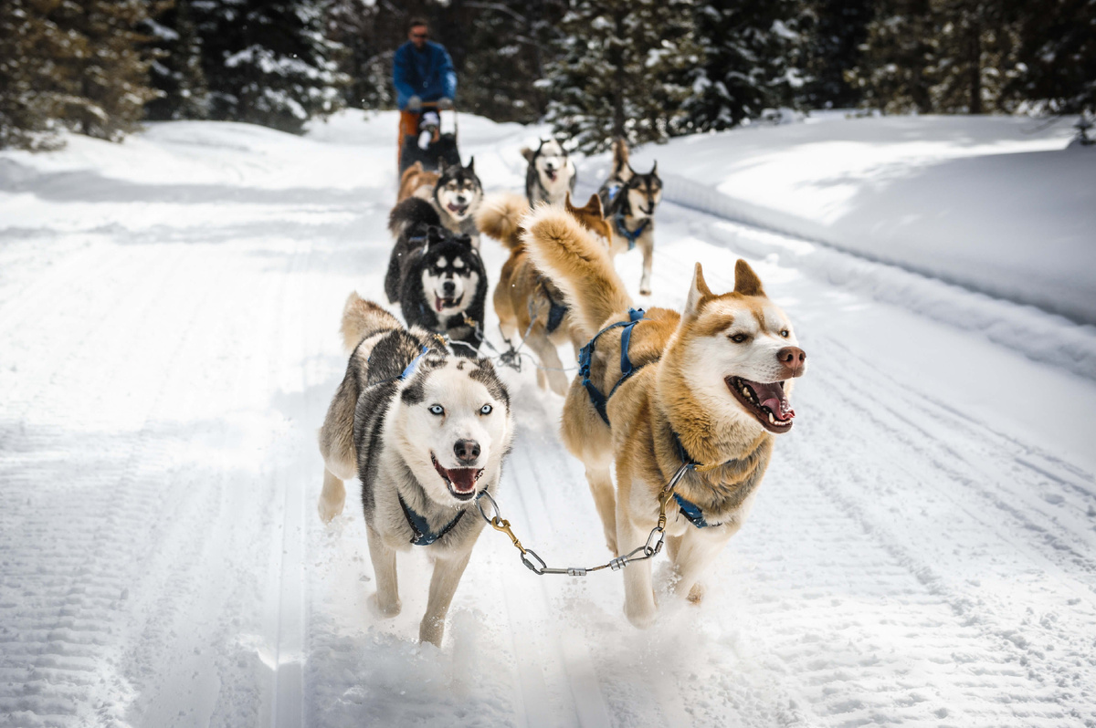 Huskies: Shelters are overflowing with these dogs. This is what wild popularity in the city leads to - Husky, Dog, Animals, Yandex Zen, Yandex Zen (link), Longpost, A wave of posts