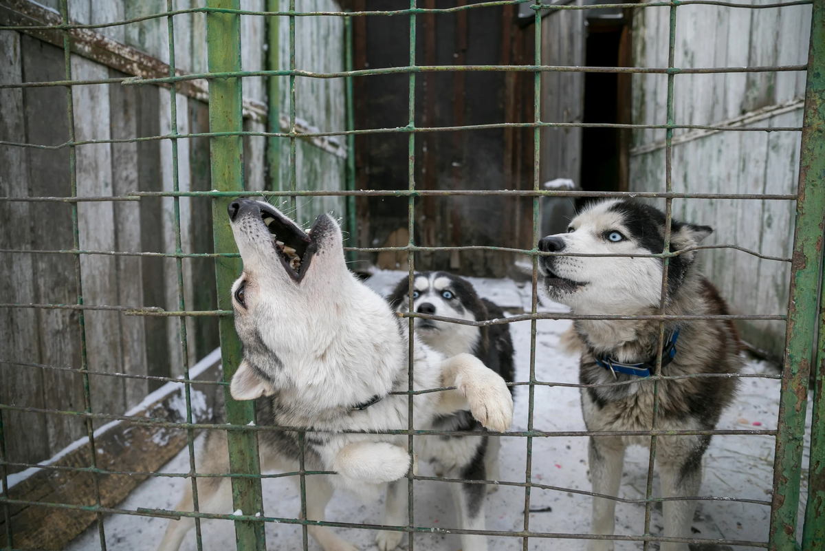 Huskies: Shelters are overflowing with these dogs. This is what wild popularity in the city leads to - Husky, Dog, Animals, Yandex Zen, Yandex Zen (link), Longpost, A wave of posts