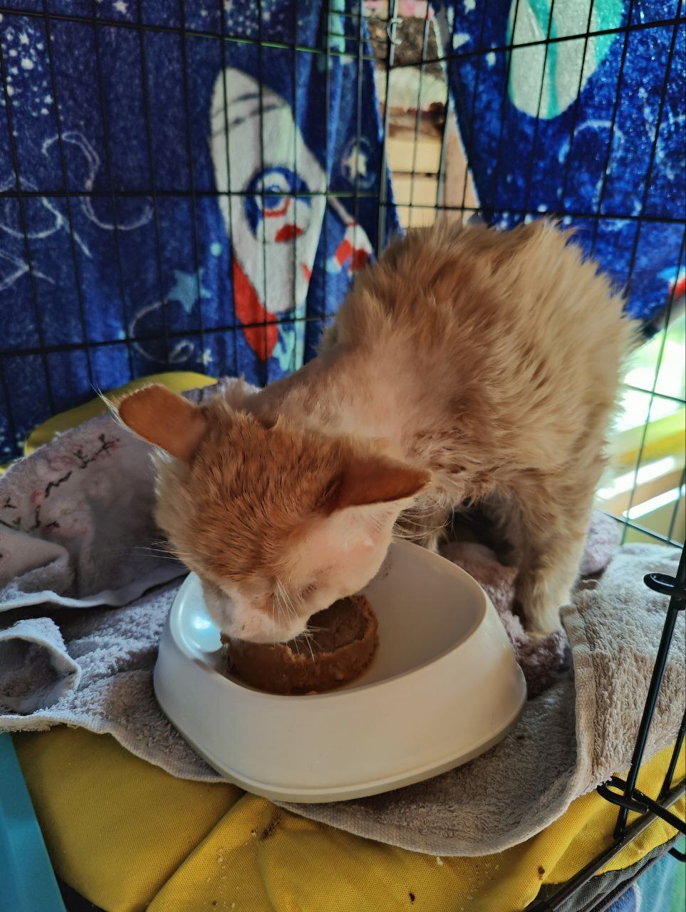 I continue to treat a cat with a broken jaw after an accident (the owner abandoned him). Gradually gaining weight - My, cat, Animal Rescue, Injury, Road accident, Vertical video, Video, Longpost, Tosno, The rescue