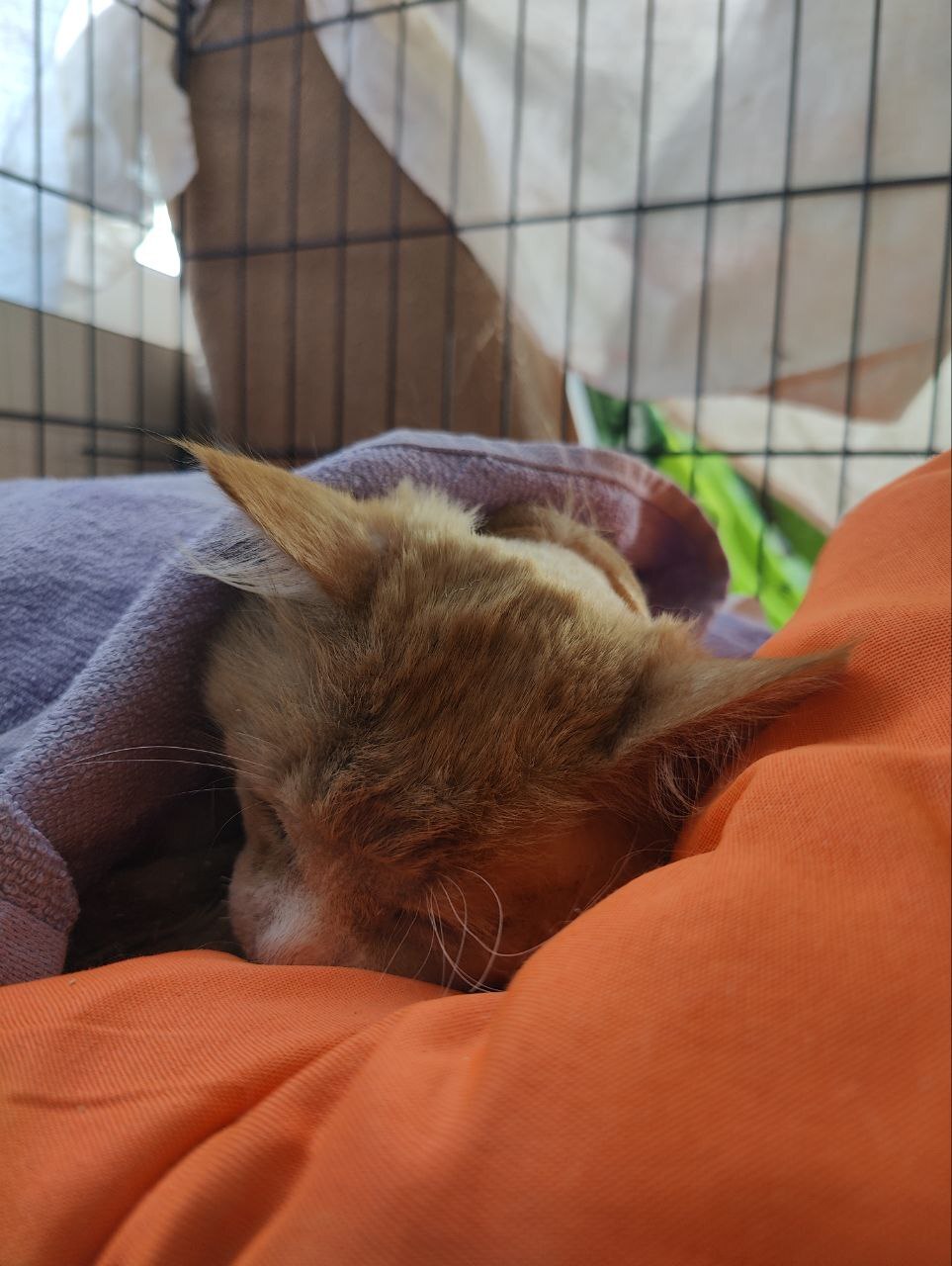 I continue to treat a cat with a broken jaw after an accident (the owner abandoned him). Gradually gaining weight - My, cat, Animal Rescue, Injury, Road accident, Vertical video, Video, Longpost, Tosno, The rescue