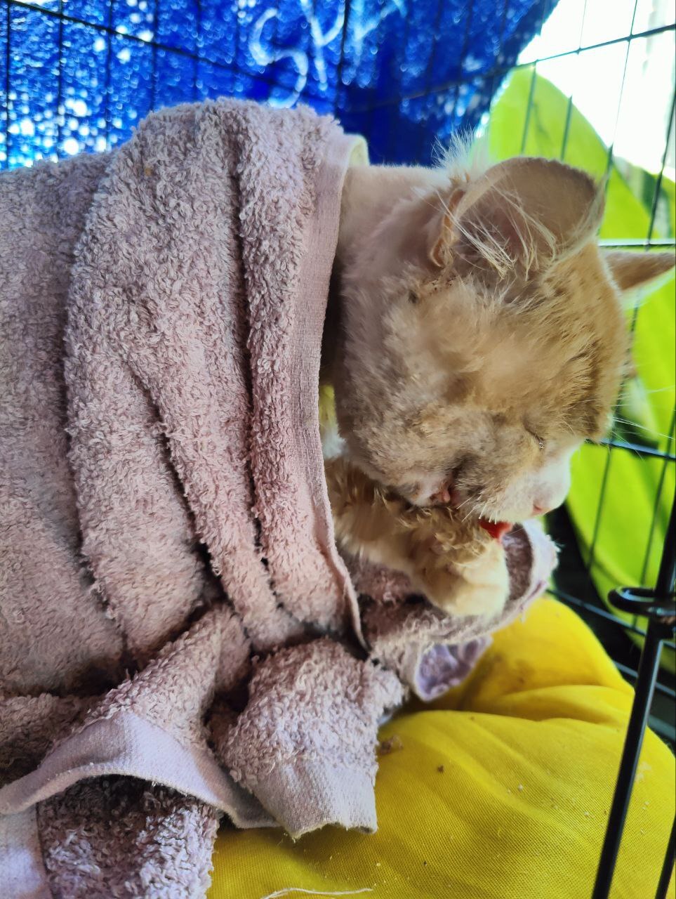 I continue to treat a cat with a broken jaw after an accident (the owner abandoned him). Gradually gaining weight - My, cat, Animal Rescue, Injury, Road accident, Vertical video, Video, Longpost, Tosno, The rescue