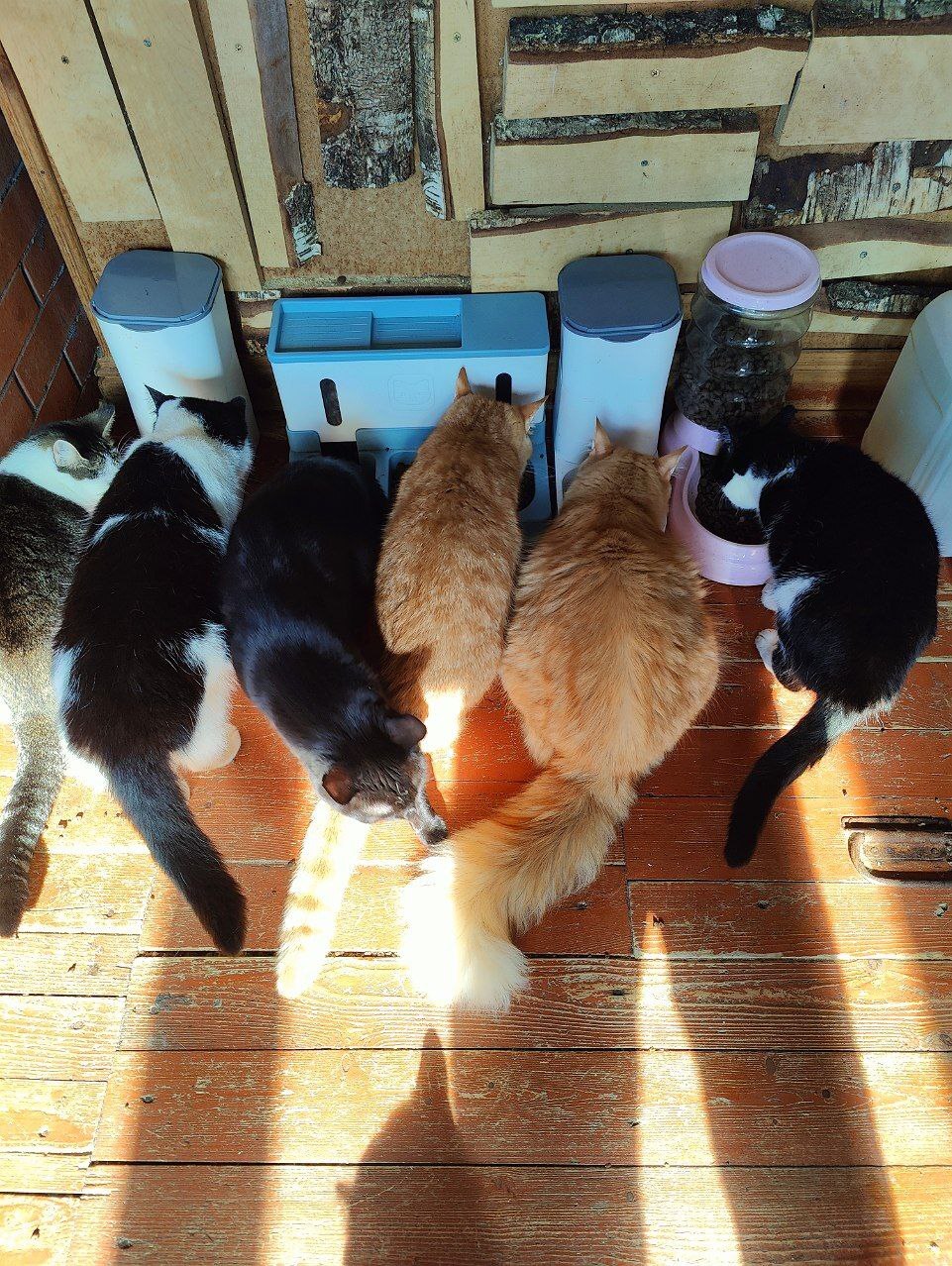 I spend your donations. 60 kg of food for rescued cats (15% discount in September) - My, cat, Animal Rescue, Dacha, Donates to Peekaboo, Longpost, Tosno, Kittens, Cat lovers, Pet the cat, Video, Vertical video