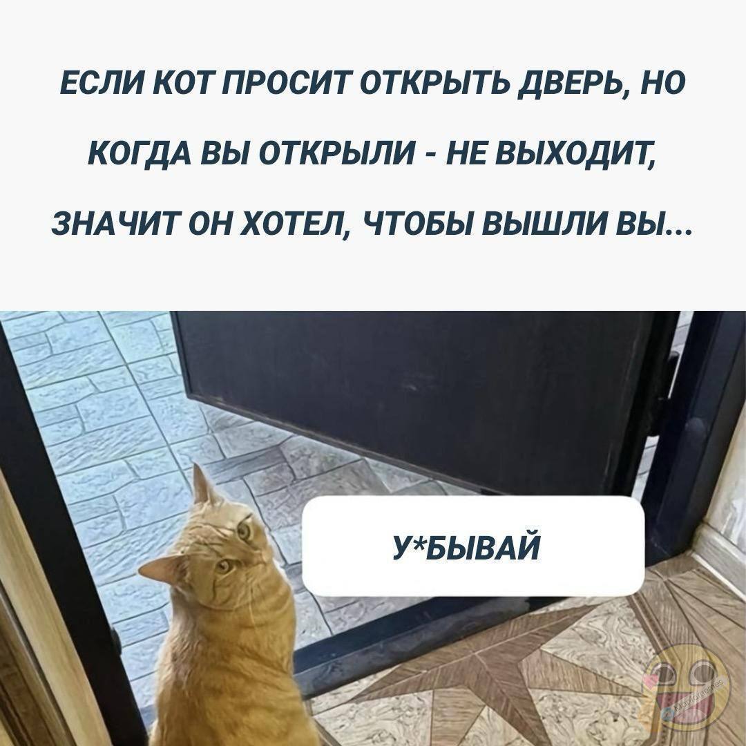 My eyes opened to my cat, I felt a little sad - Humor, Picture with text, cat, Mat