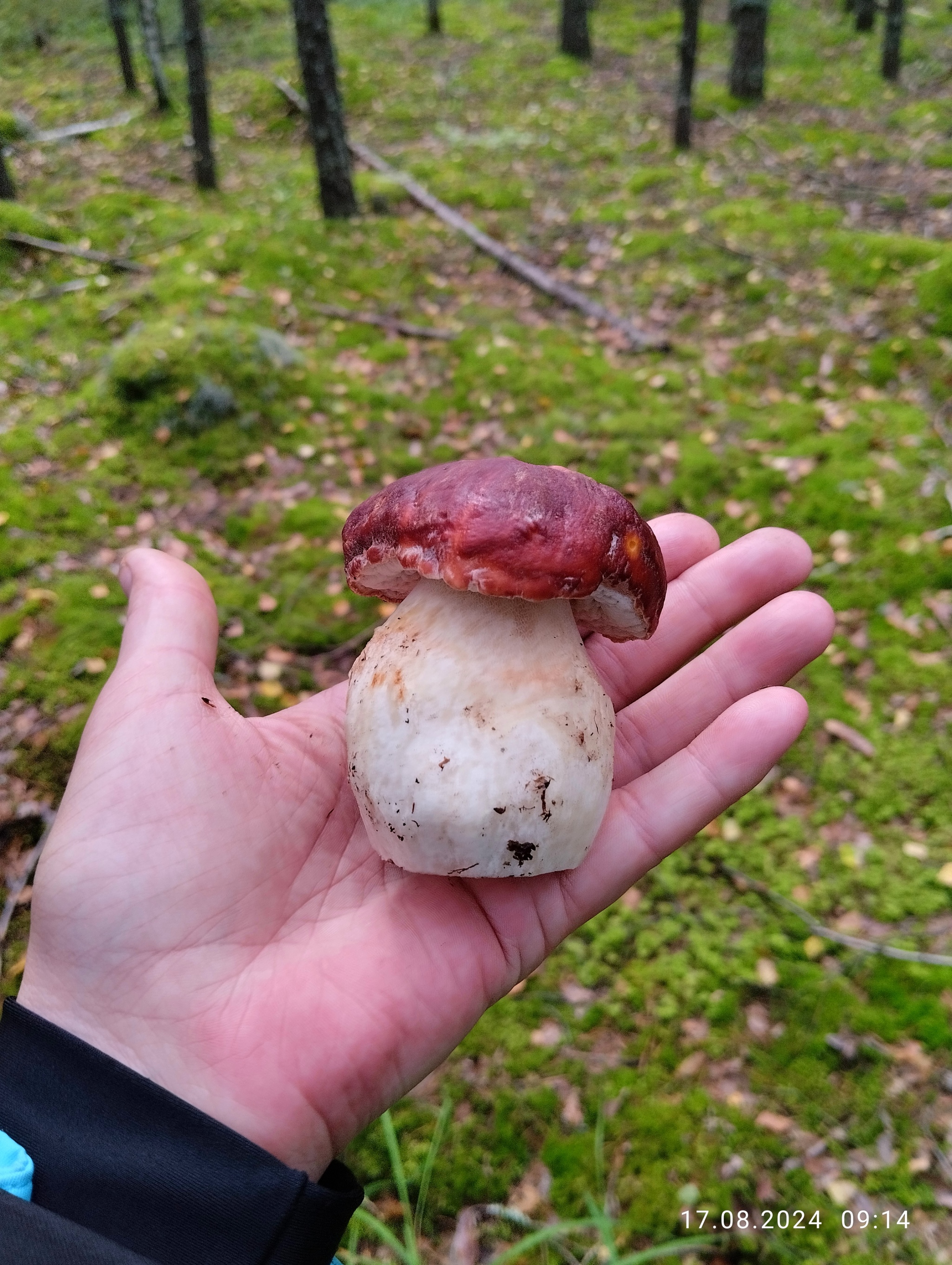 Fatty - My, Mobile photography, Mushrooms, Porcini