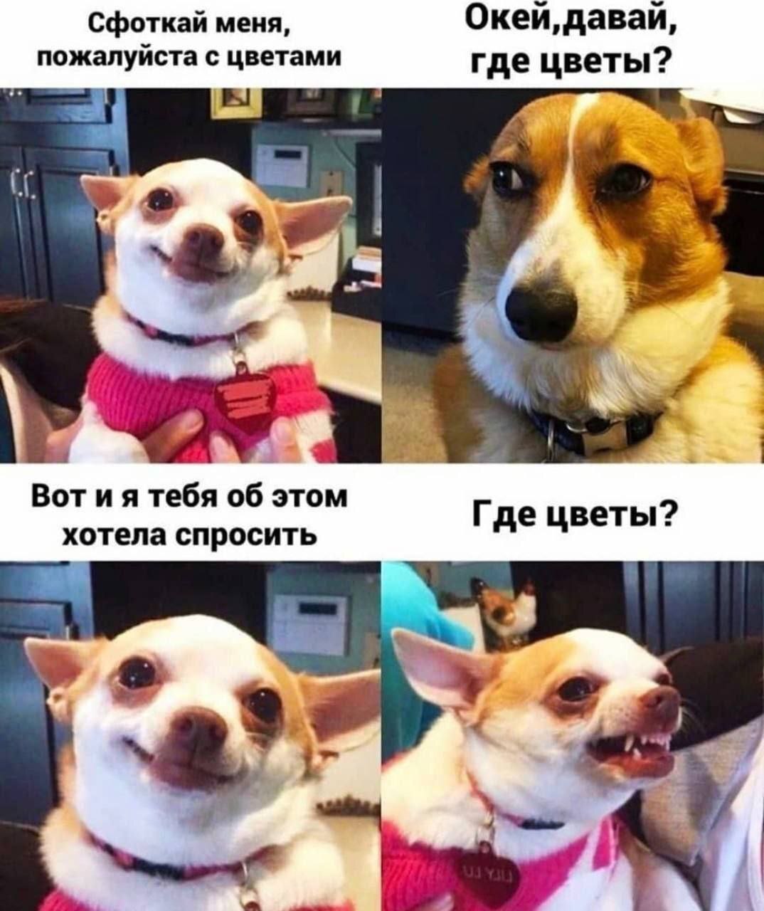 Where is the bouquet? - Dog, Smile, Situation, Picture with text, Flowers, Humor