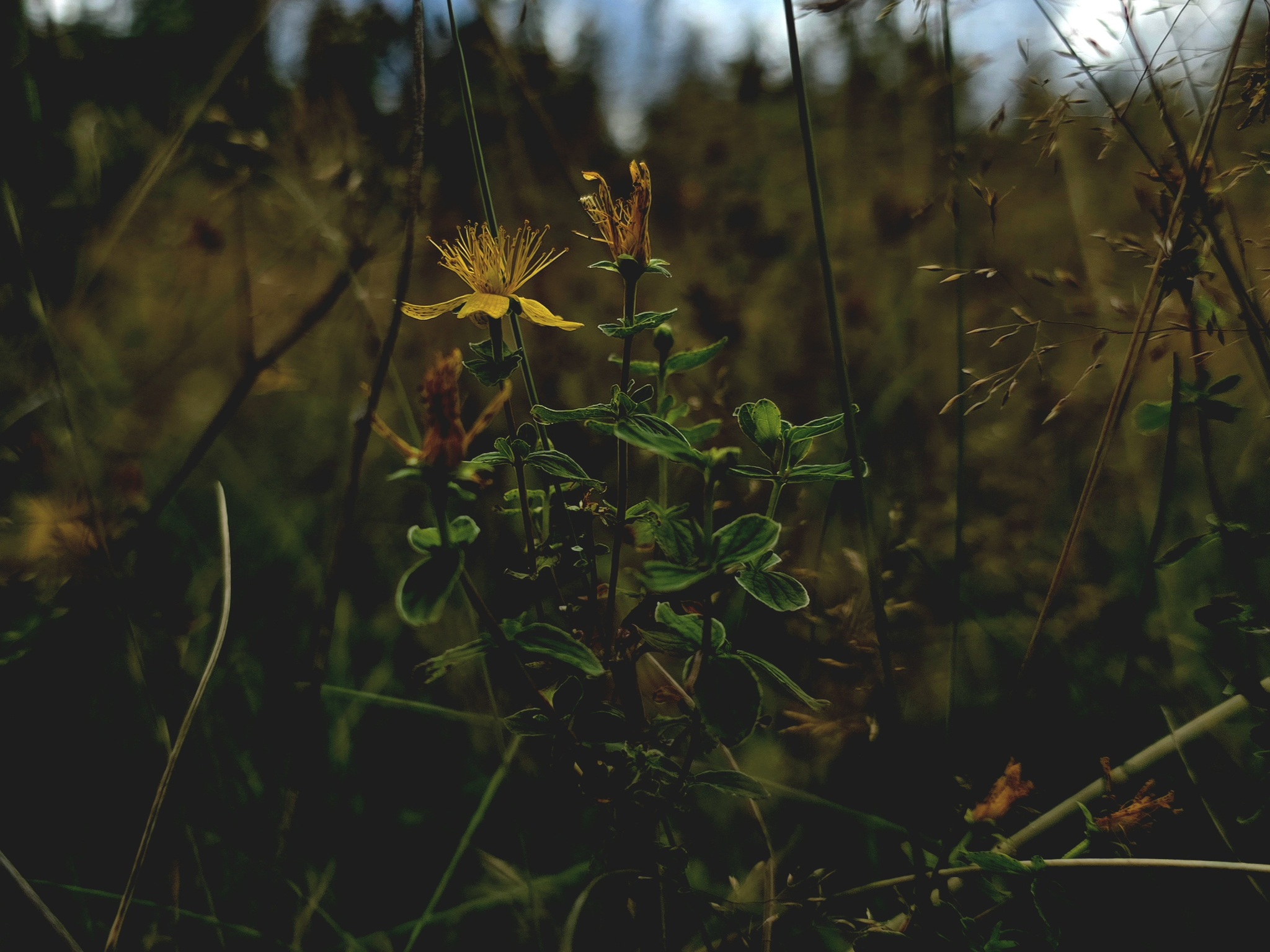 Walk through the Gladyshevsky reserve - My, Saint Petersburg, The photo, Mobile photography, Plants, Flowers, cat, Mushrooms, Bloom, Reserves and sanctuaries, Longpost