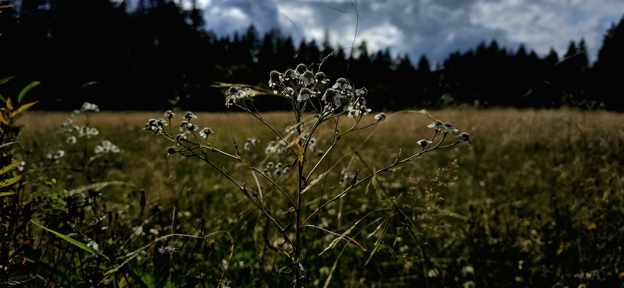 Walk through the Gladyshevsky reserve - My, Saint Petersburg, The photo, Mobile photography, Plants, Flowers, cat, Mushrooms, Bloom, Reserves and sanctuaries, Longpost