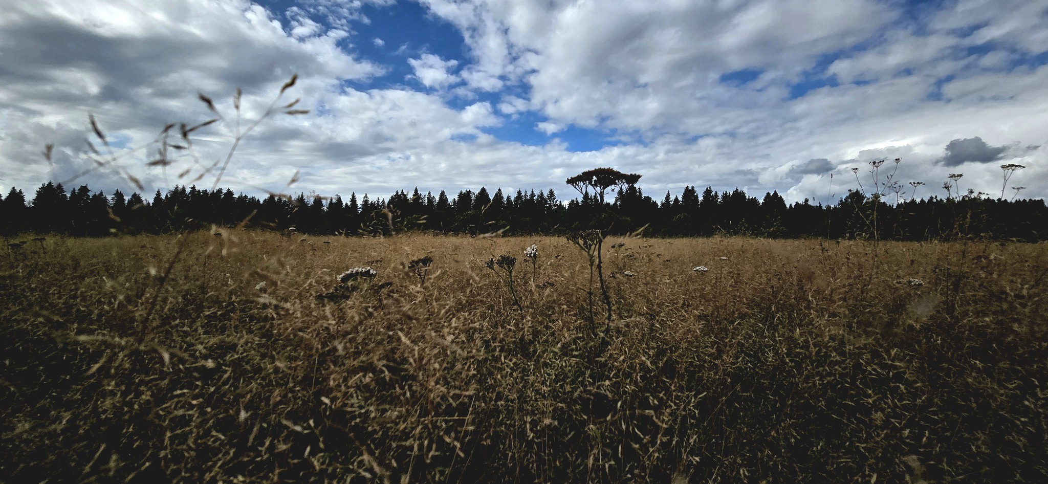 Walk through the Gladyshevsky reserve - My, Saint Petersburg, The photo, Mobile photography, Plants, Flowers, cat, Mushrooms, Bloom, Reserves and sanctuaries, Longpost