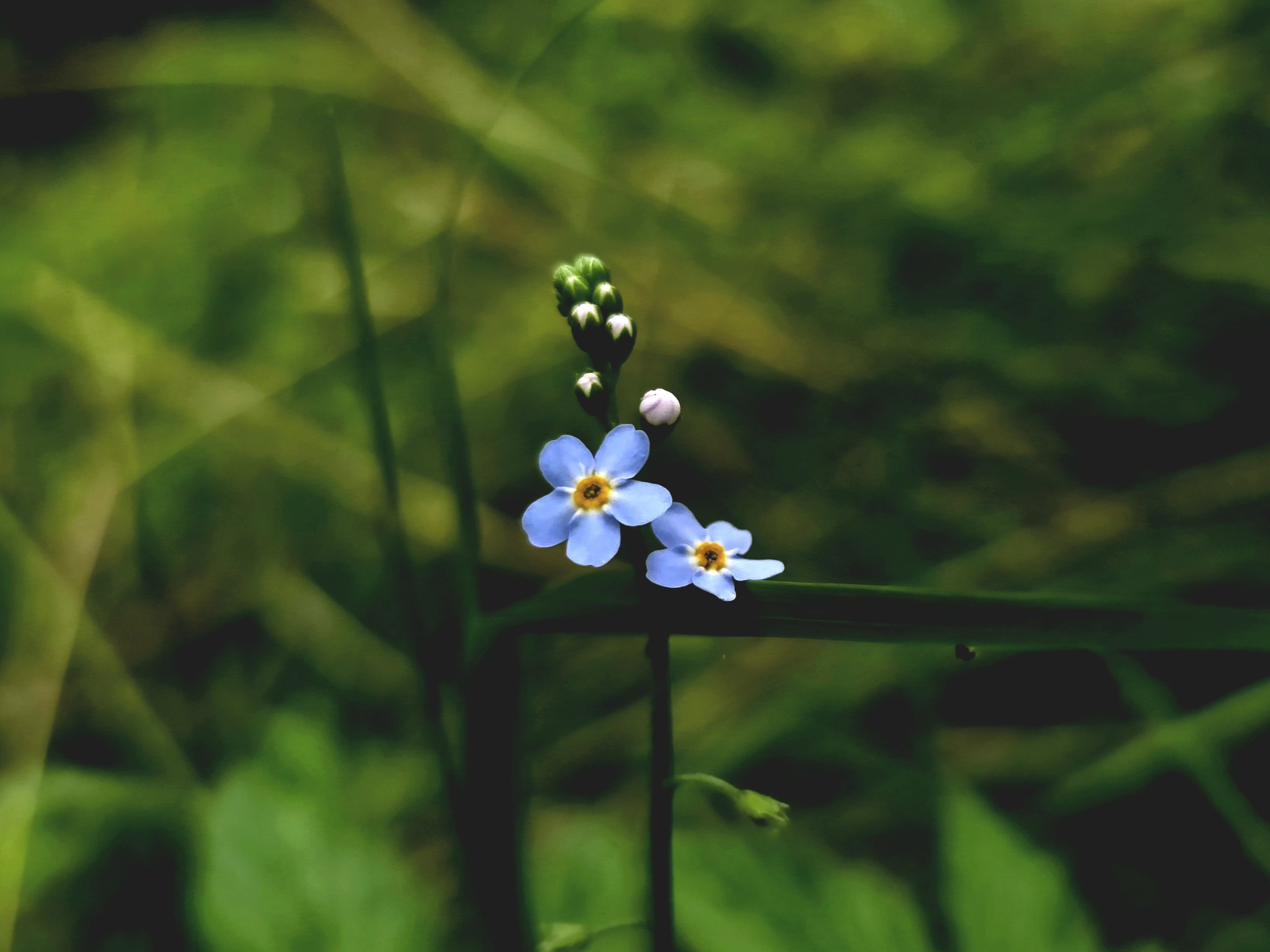 Walk through the Gladyshevsky reserve - My, Saint Petersburg, The photo, Mobile photography, Plants, Flowers, cat, Mushrooms, Bloom, Reserves and sanctuaries, Longpost