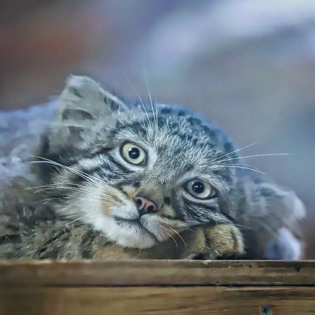 Tomorrow is Monday again... - Wild animals, Predatory animals, Cat family, Pallas' cat, Small cats, Young, The photo, Zoo