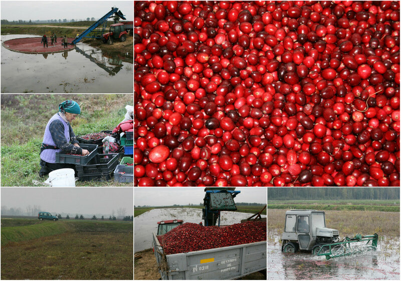 How cranberries are harvested in Belarus - How is it done, Сельское хозяйство, Production, Republic of Belarus, Cranberry, Longpost