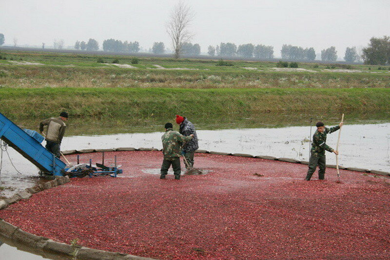 How cranberries are harvested in Belarus - How is it done, Сельское хозяйство, Production, Republic of Belarus, Cranberry, Longpost