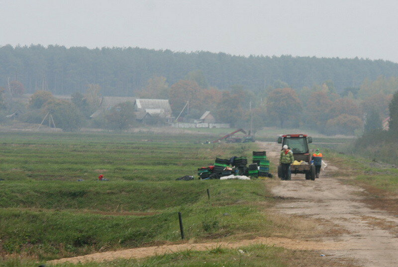 How cranberries are harvested in Belarus - How is it done, Сельское хозяйство, Production, Republic of Belarus, Cranberry, Longpost