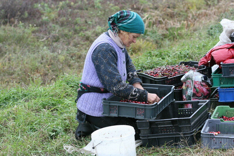 How cranberries are harvested in Belarus - How is it done, Сельское хозяйство, Production, Republic of Belarus, Cranberry, Longpost