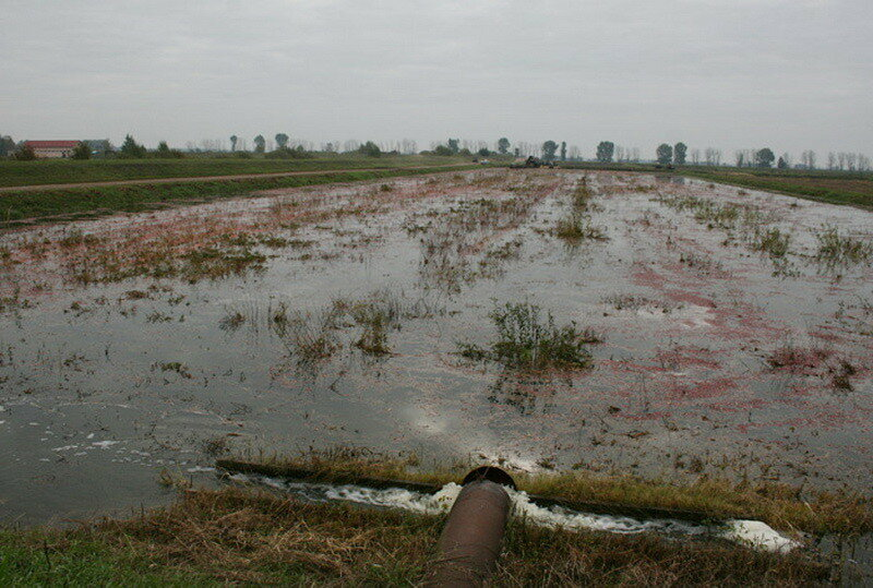 How cranberries are harvested in Belarus - How is it done, Сельское хозяйство, Production, Republic of Belarus, Cranberry, Longpost