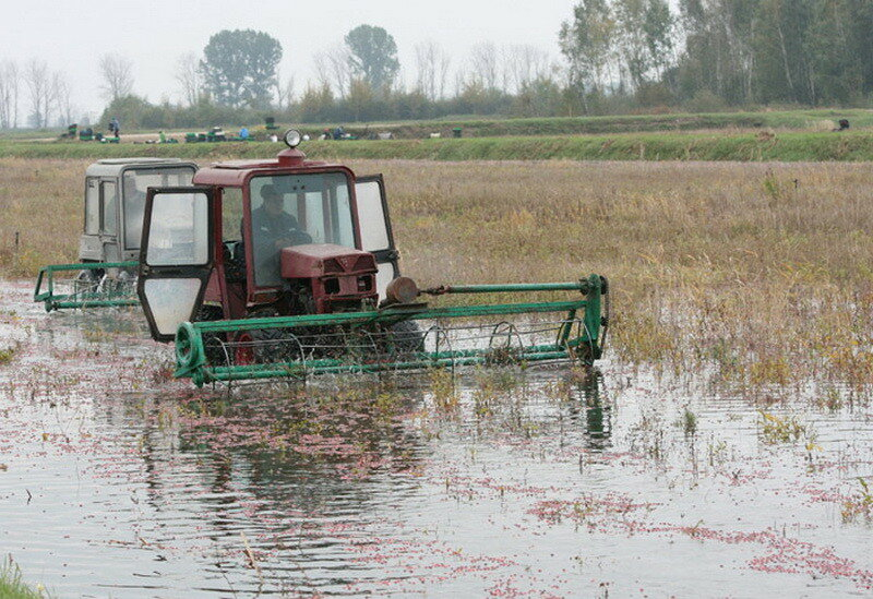 How cranberries are harvested in Belarus - How is it done, Сельское хозяйство, Production, Republic of Belarus, Cranberry, Longpost