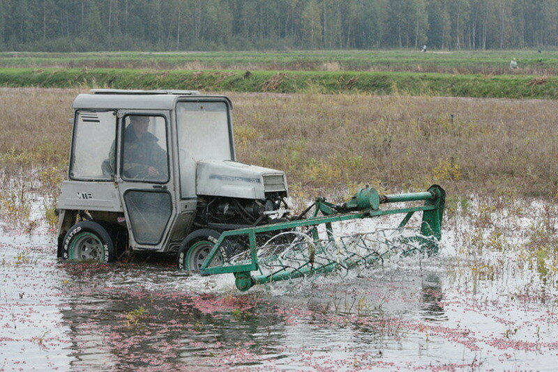 How cranberries are harvested in Belarus - How is it done, Сельское хозяйство, Production, Republic of Belarus, Cranberry, Longpost