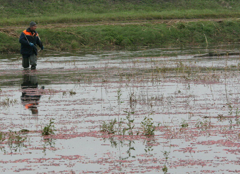 How cranberries are harvested in Belarus - How is it done, Сельское хозяйство, Production, Republic of Belarus, Cranberry, Longpost