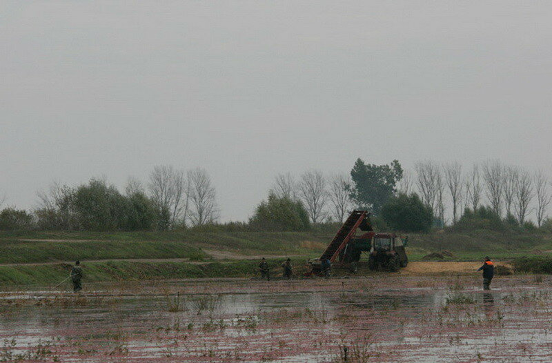 How cranberries are harvested in Belarus - How is it done, Сельское хозяйство, Production, Republic of Belarus, Cranberry, Longpost