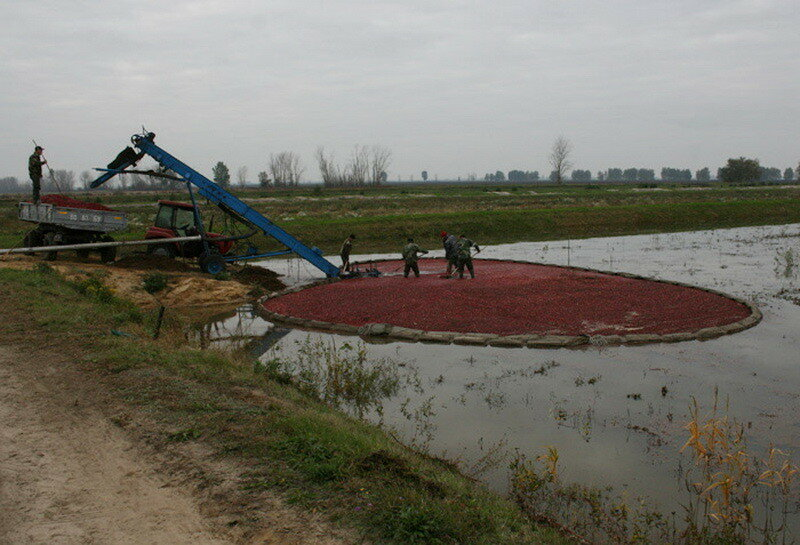 How cranberries are harvested in Belarus - How is it done, Сельское хозяйство, Production, Republic of Belarus, Cranberry, Longpost