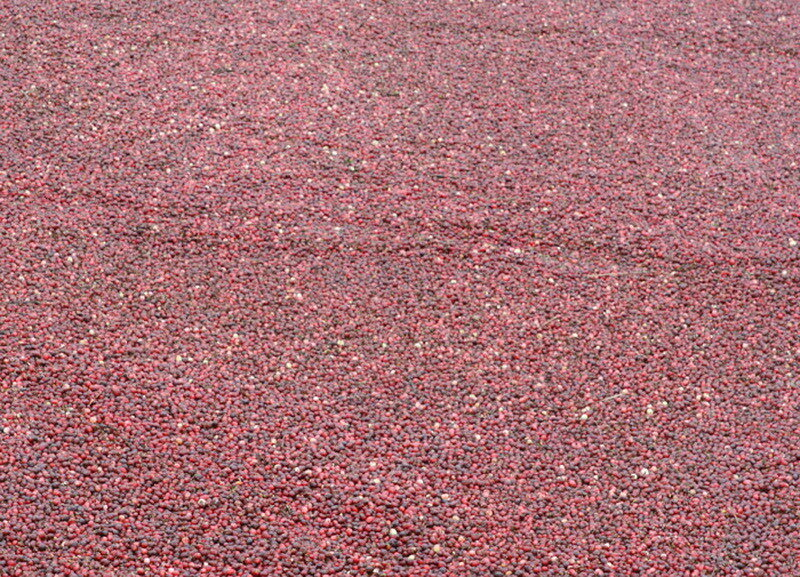 How cranberries are harvested in Belarus - How is it done, Сельское хозяйство, Production, Republic of Belarus, Cranberry, Longpost